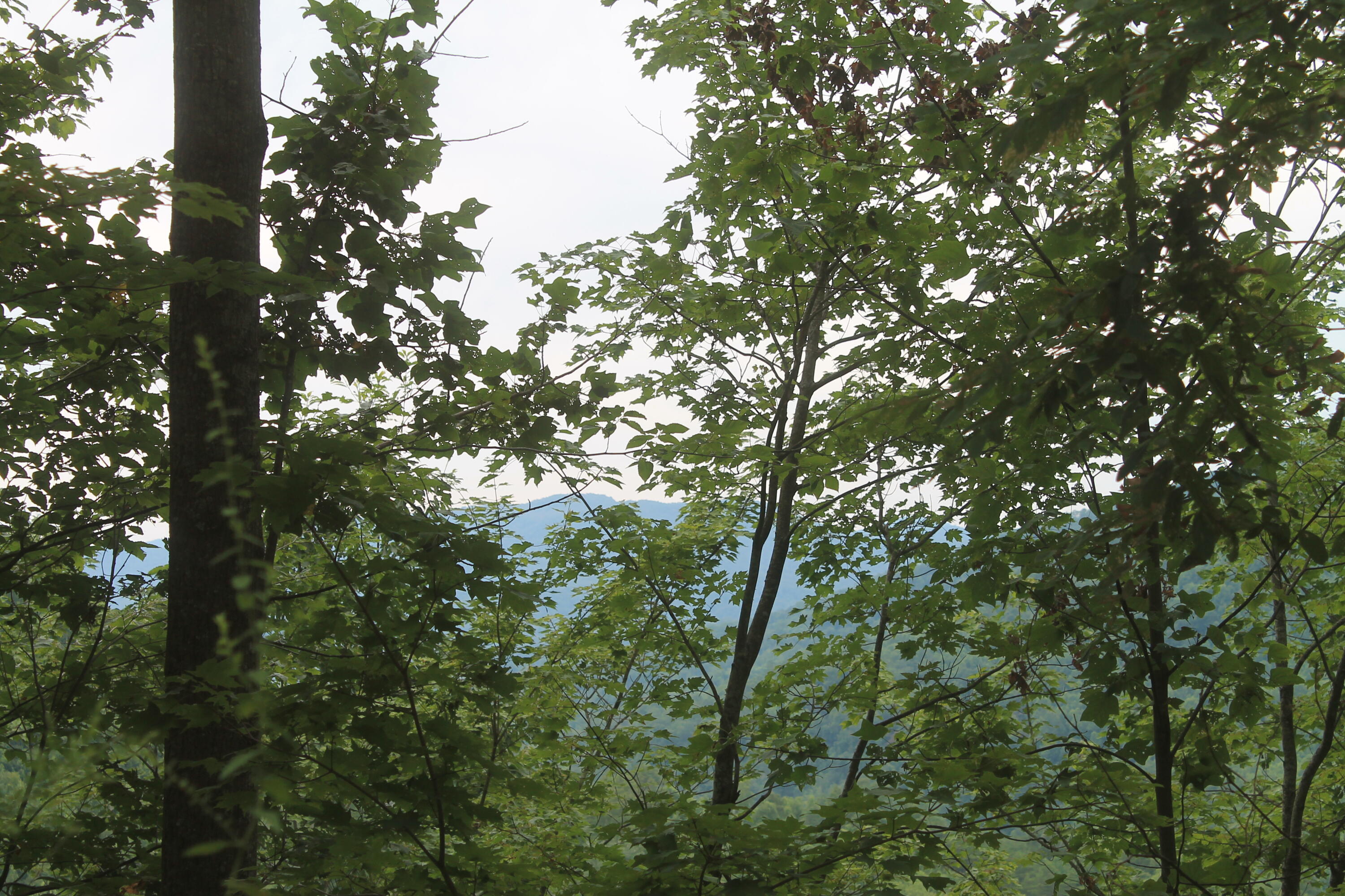 3 Straight Fork Road, Unit TRACT 3 Huntsville, TN 37756 - Photo 2 of 9 Tract 3 View