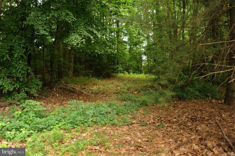 7554 Aspenpark Road Lorton, VA 22079 - Photo 8 of 30 Wooded Area