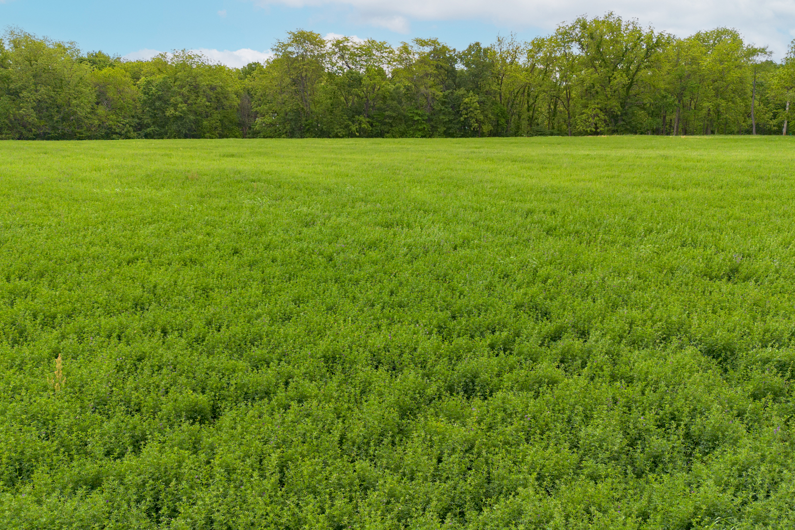 698 North 2853rd Road LaSalle, IL 61301 - Photo 32 of 39 a view of a green field with a tree