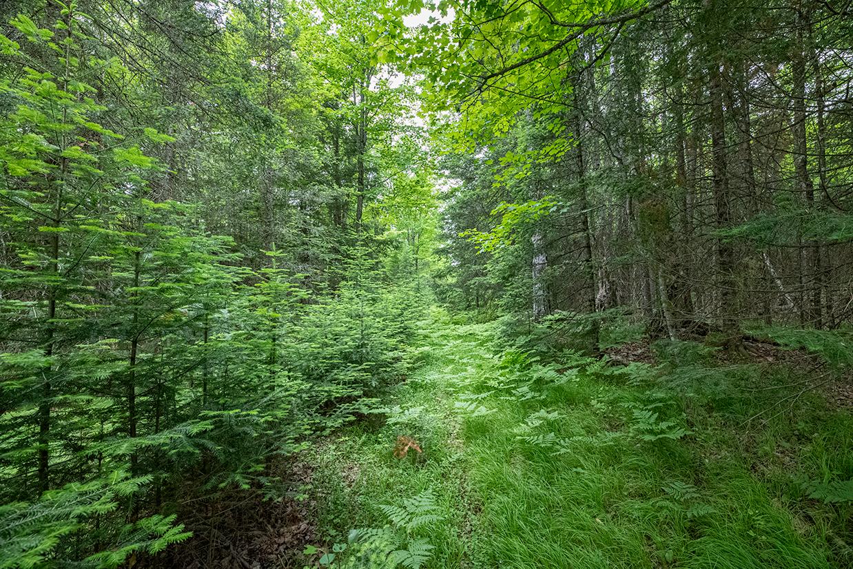 Off Monheim Road Conover, WI 54519 - Photo 4 of 28 Gallery Image 4