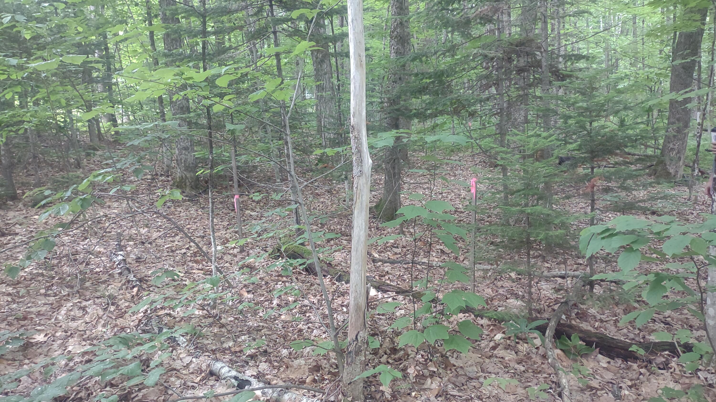 Tbd Stream Road Vienna, ME 04360 - Photo 5 of 7 1000006968
