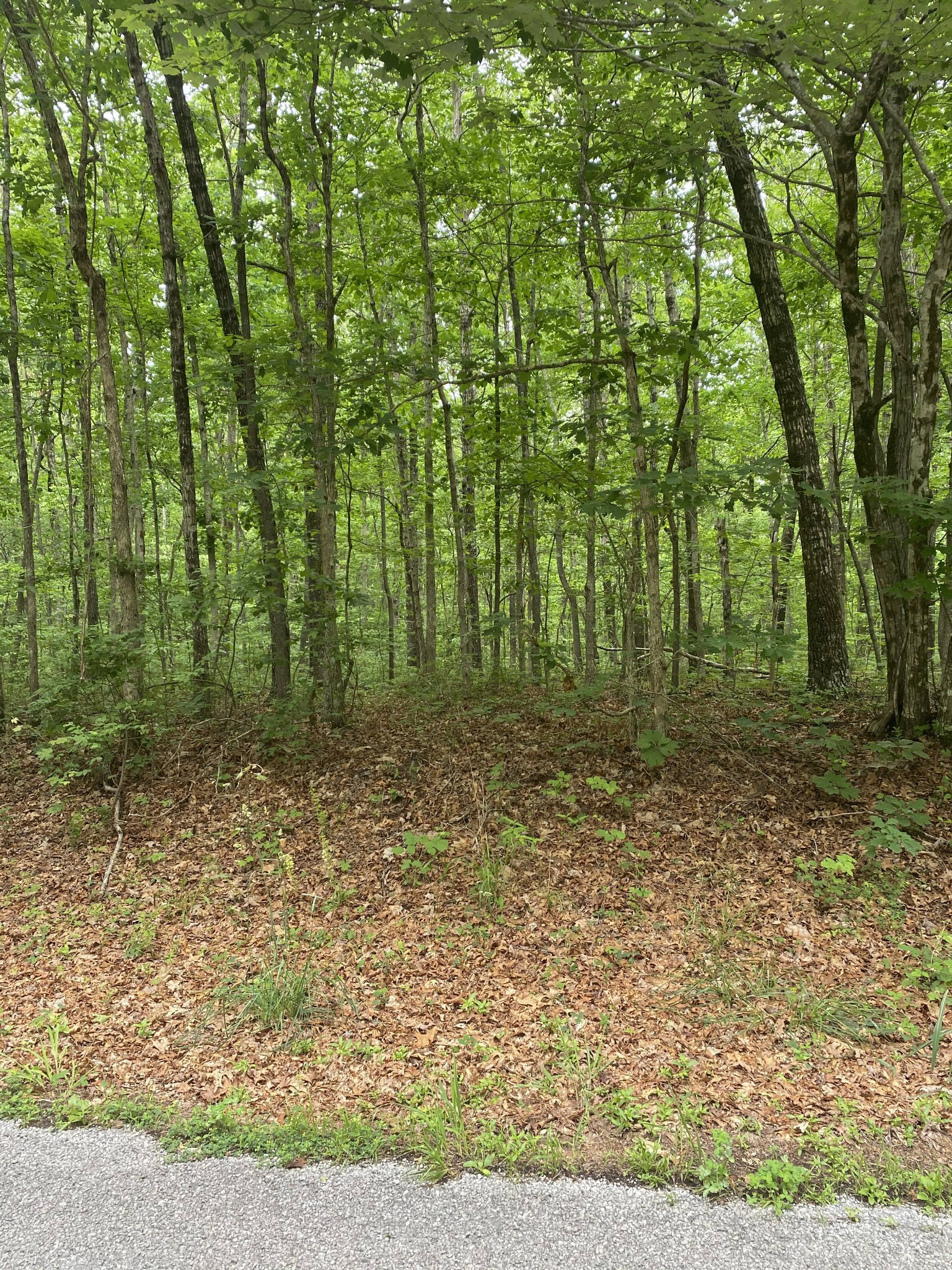 1 Deer Run Road Altamont, TN 37301 - Photo 1 of 5 Gallery Image 1