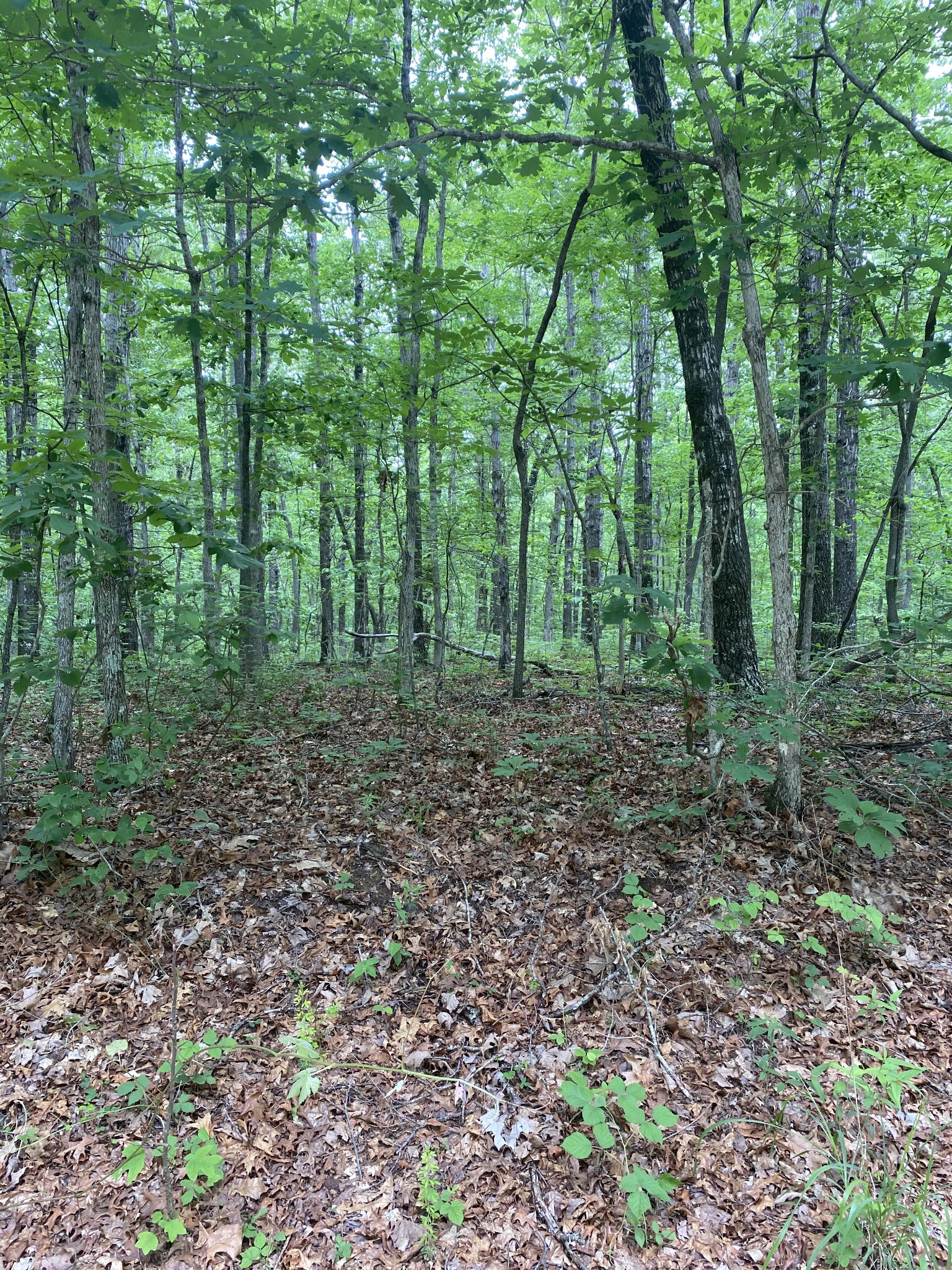 1 Deer Run Road Altamont, TN 37301 - Photo 2 of 5 Gallery Image 2