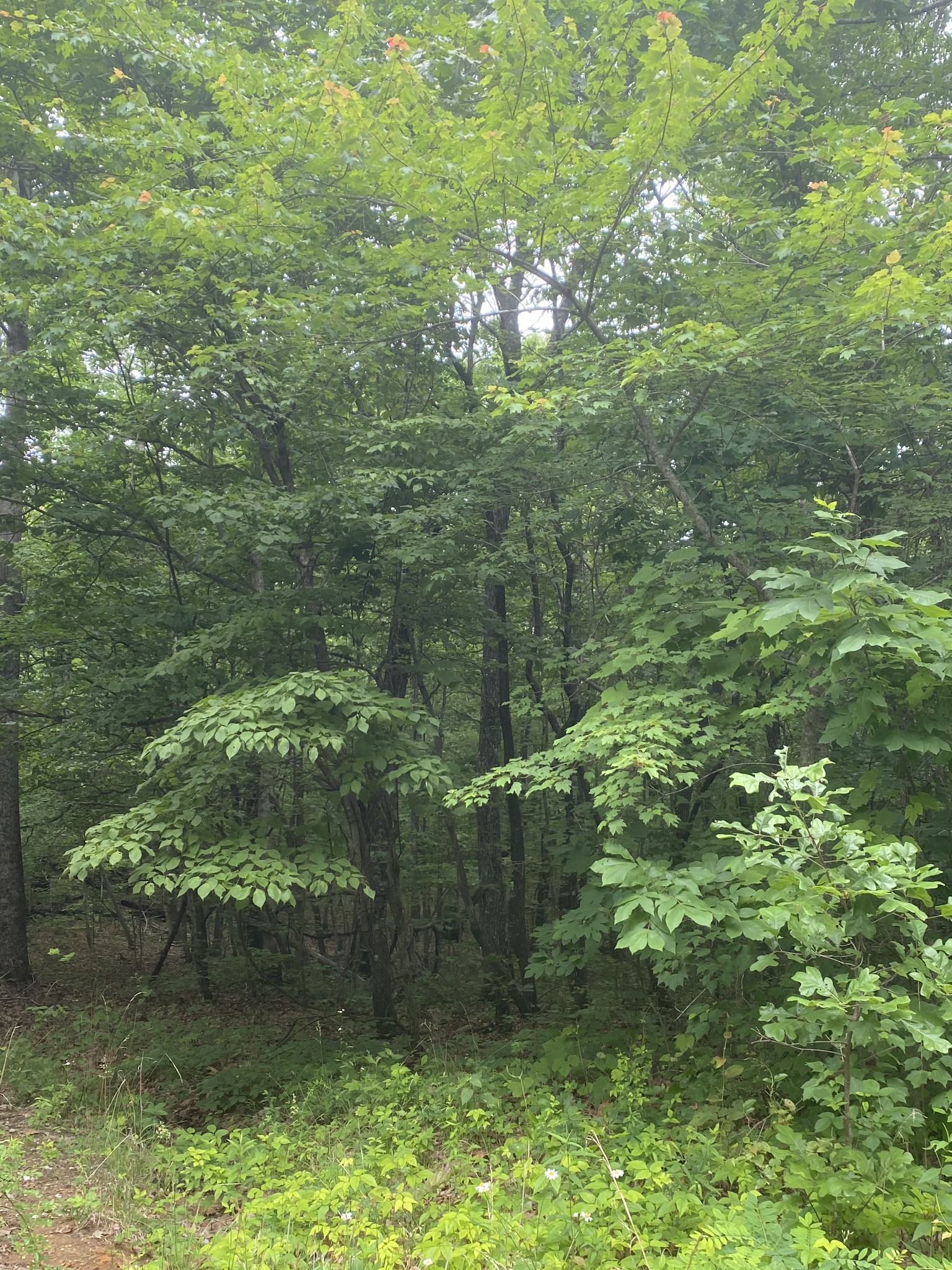 1 Deer Run Road Altamont, TN 37301 - Photo 3 of 5 Gallery Image 3
