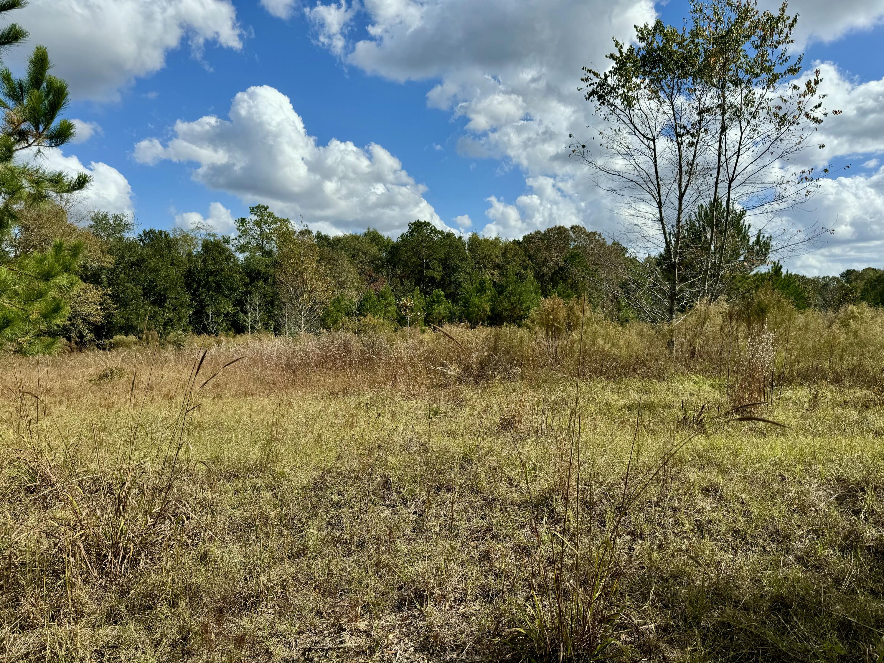 0 Jerusalem Branch Road Salley, SC 29137 - Photo 8 of 16