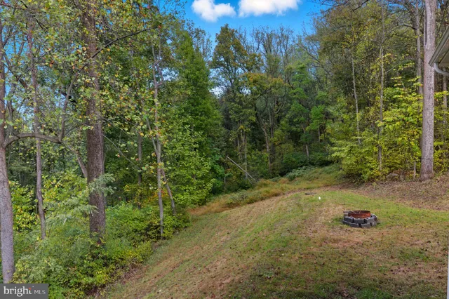 a view of a forest with trees in the background