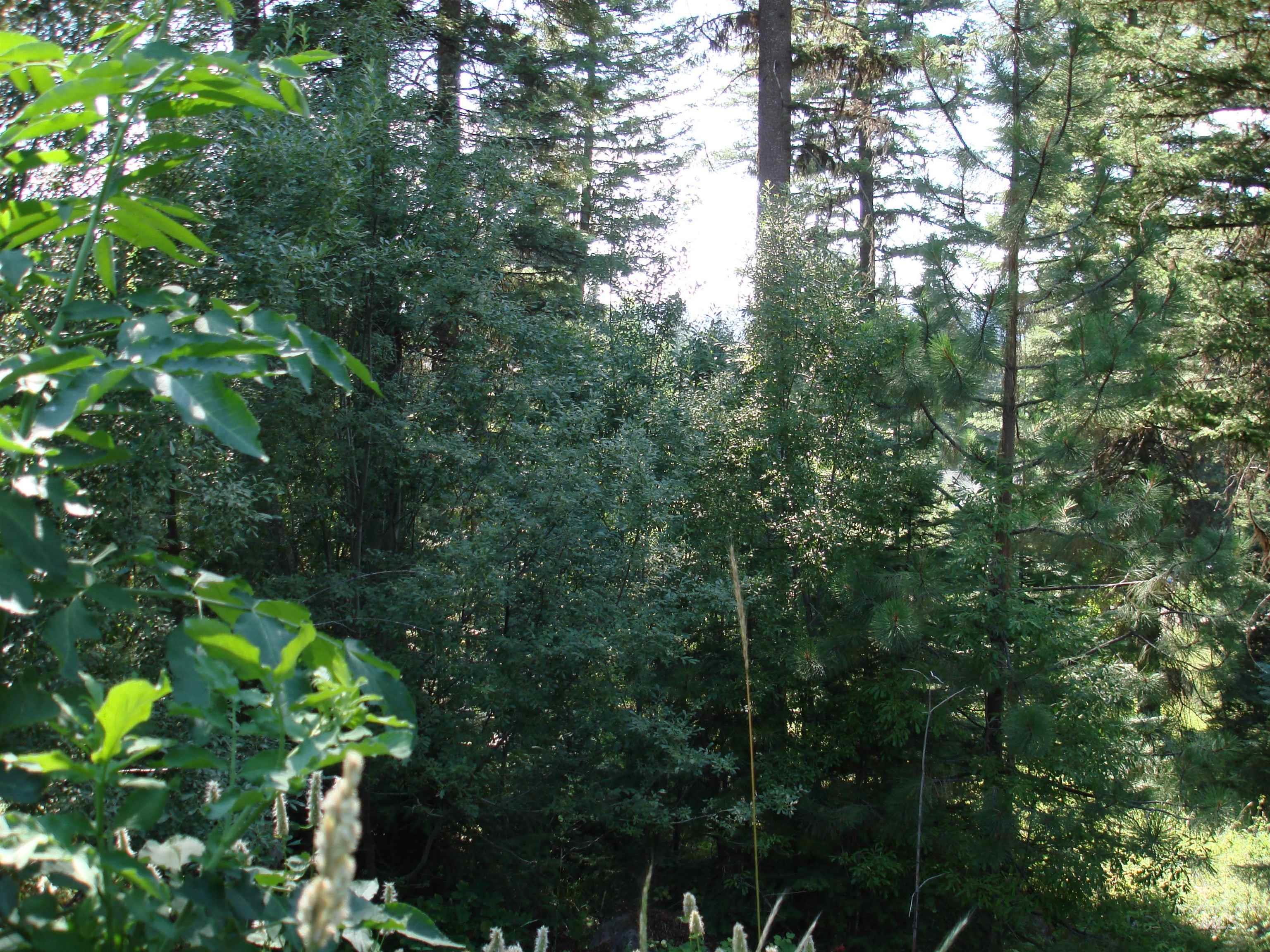 Lot 68 Aspen Ridge Lane McCall, ID 83638 - Photo 4 of 10