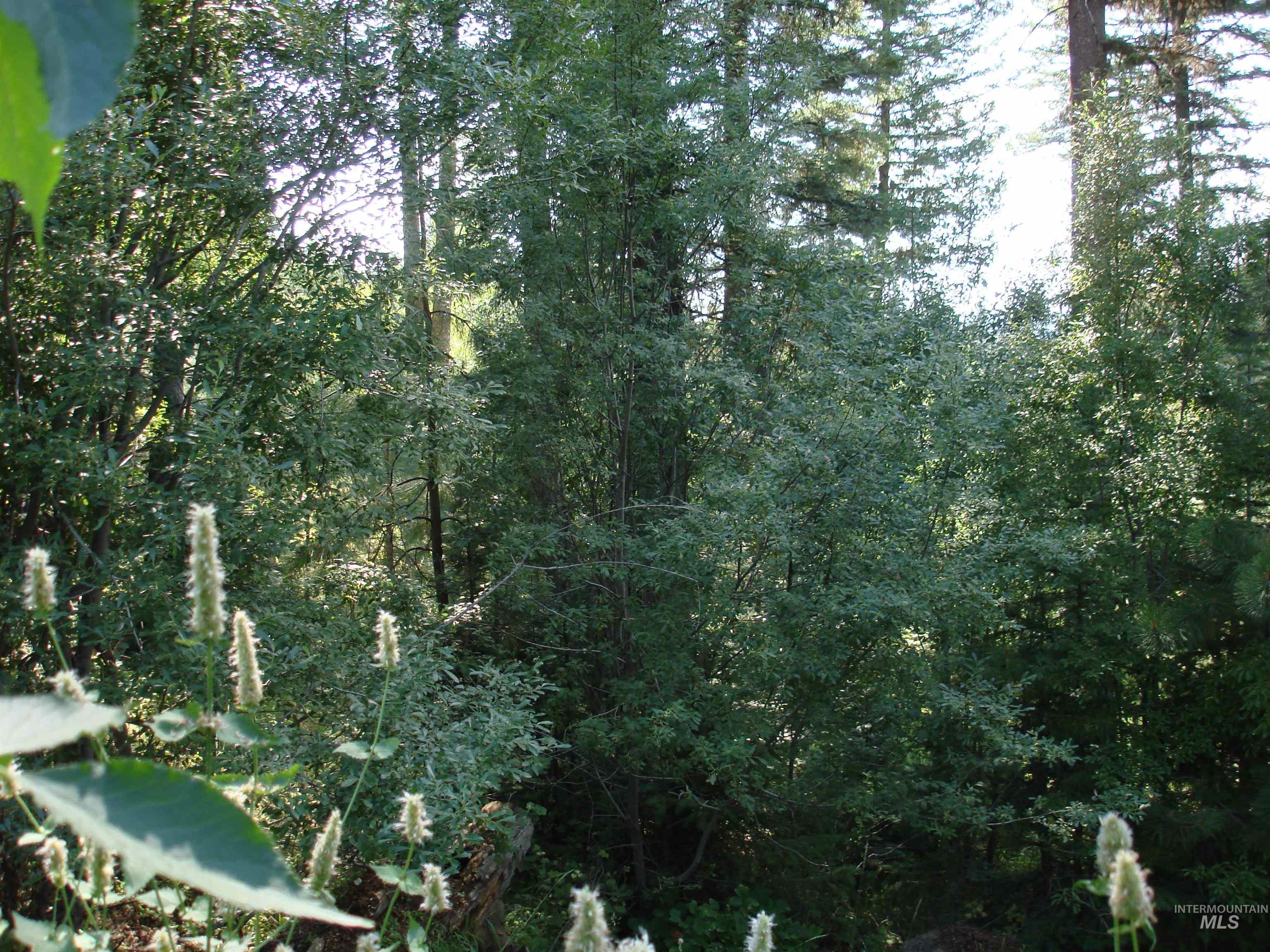 Lot 68 Aspen Ridge Lane McCall, ID 83638 - Photo 8 of 10