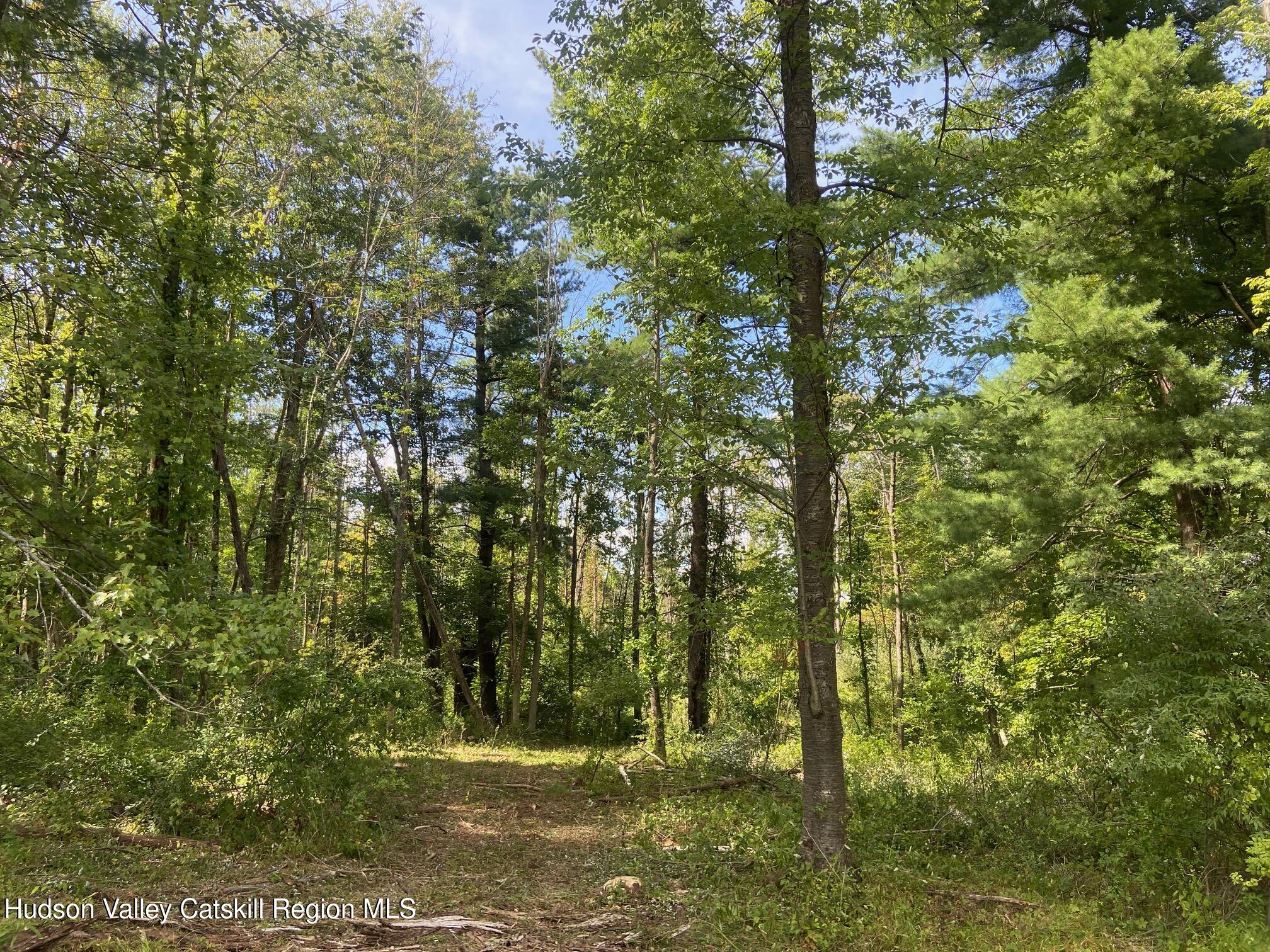 0 Thomas Road Craryville, NY 12521 - Photo 3 of 9 a big yard with lots of green space and trees