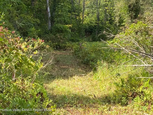 a view of a yard with plants and large trees