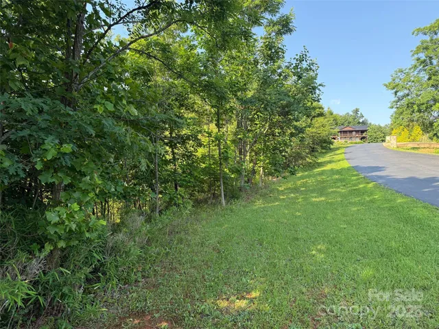 a view of a yard with plants and large trees