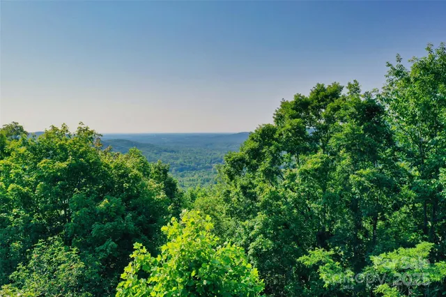 a view of a big yard with plants and large trees