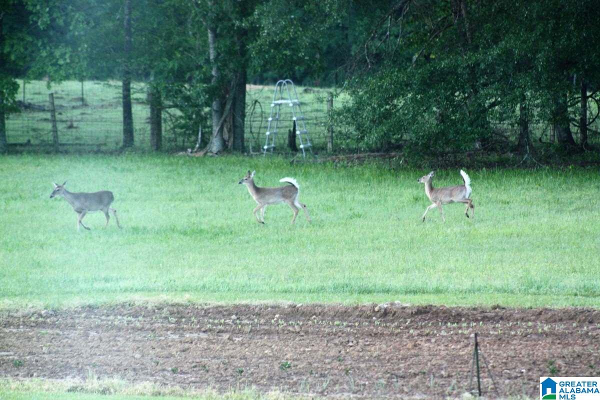 542 Alston Farm Road Columbiana, AL 35051 - Photo 17 of 21