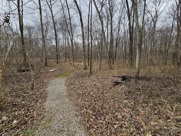 a view of a backyard with trees