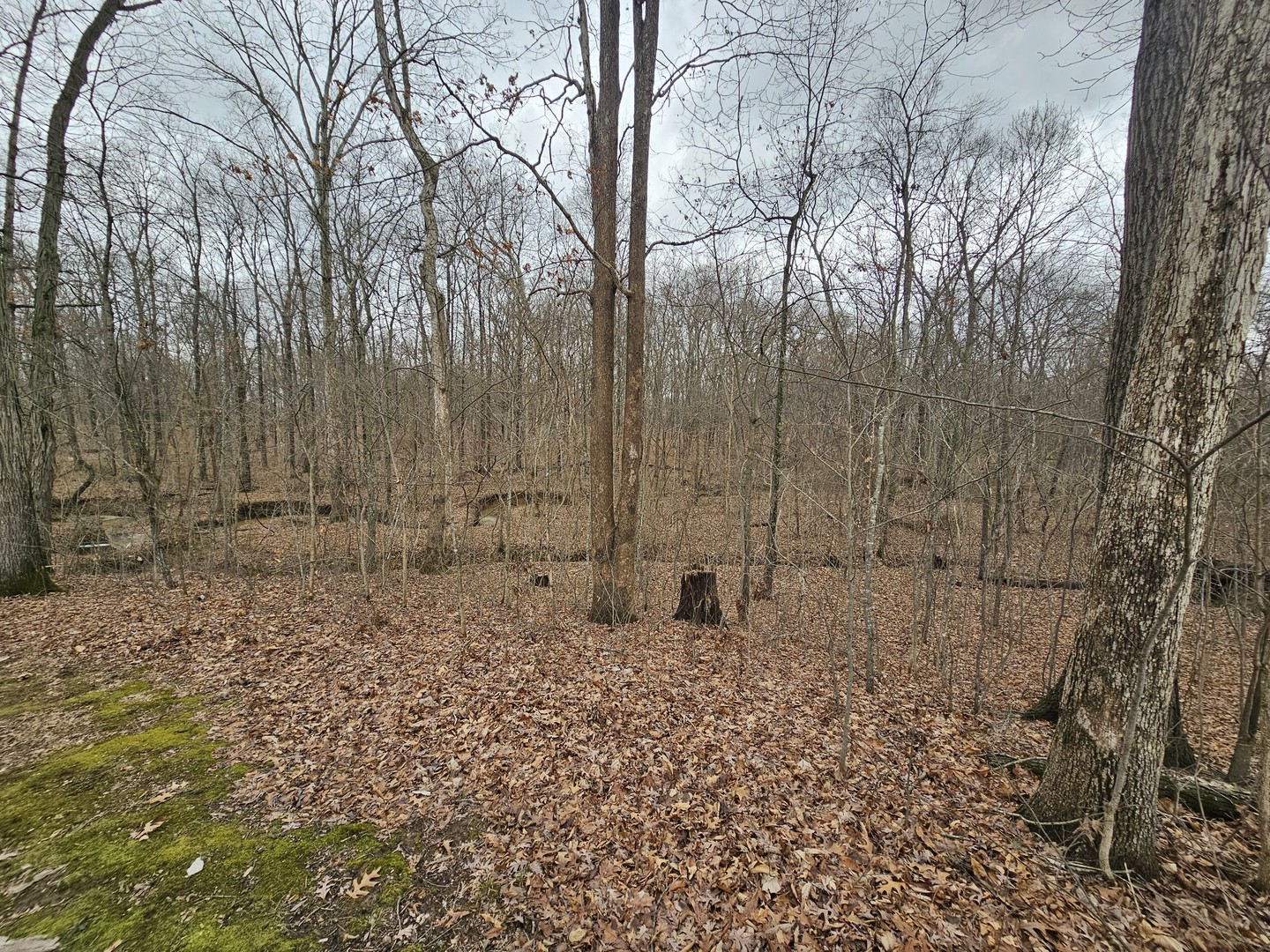 13751 North Condor Lane Bluford, IL 62814 - Photo 13 of 38 a backyard of a house with lots of green space
