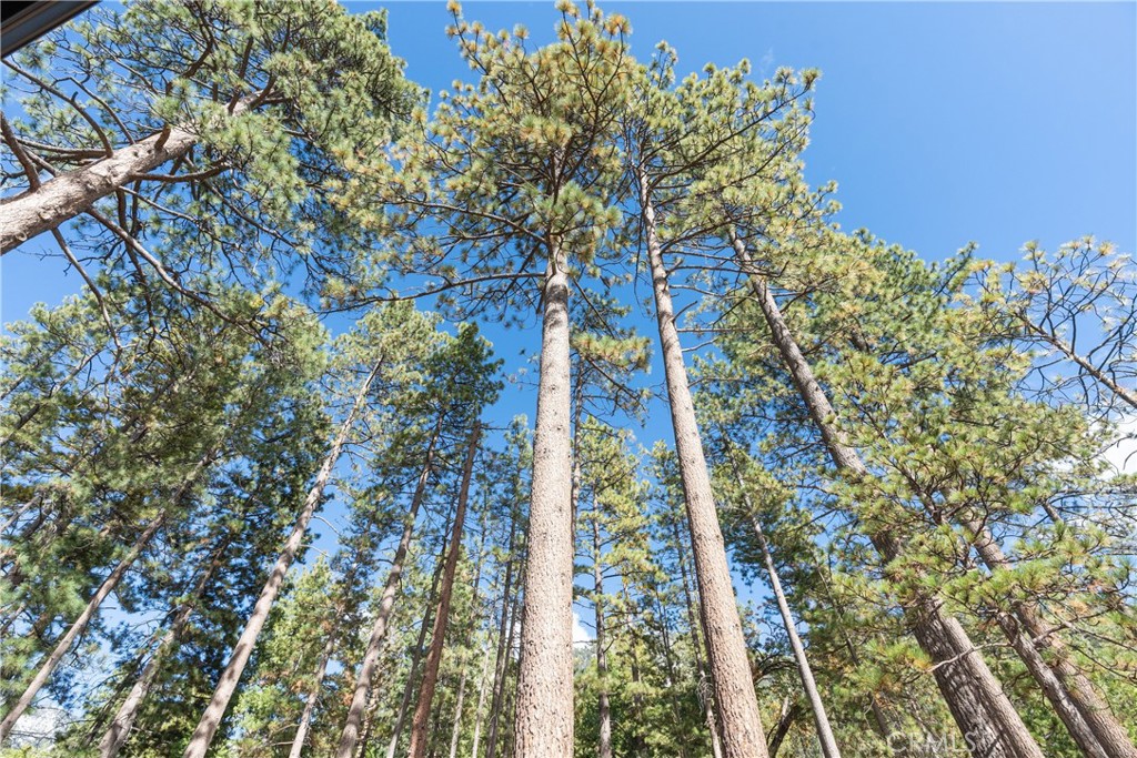 25220 Rim Rock Road Idyllwild, CA 92549 - Photo 34 of 55 a bird view of tall trees