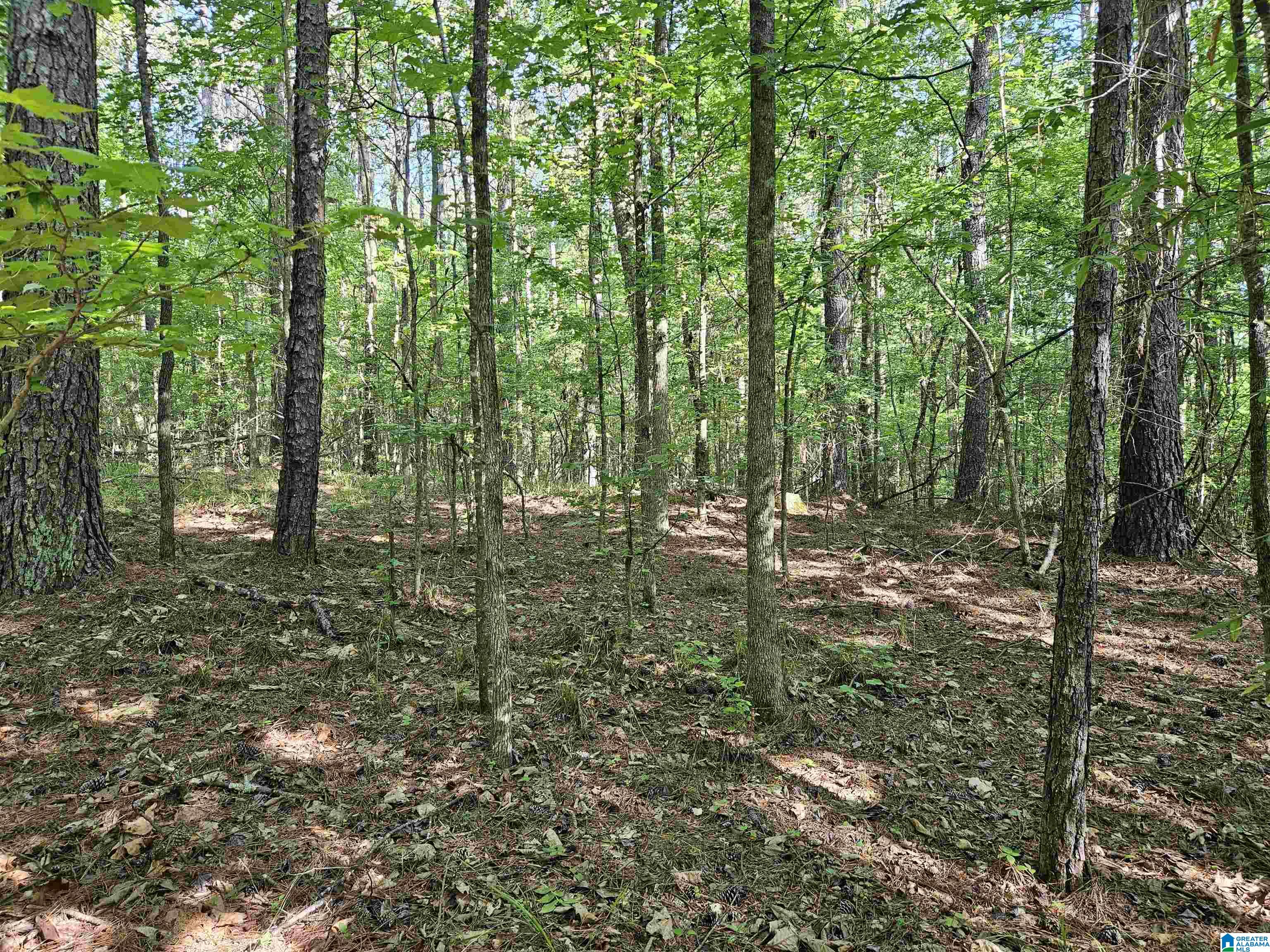 0 Mardis Lane Springville, AL 35146 - Photo 5 of 7