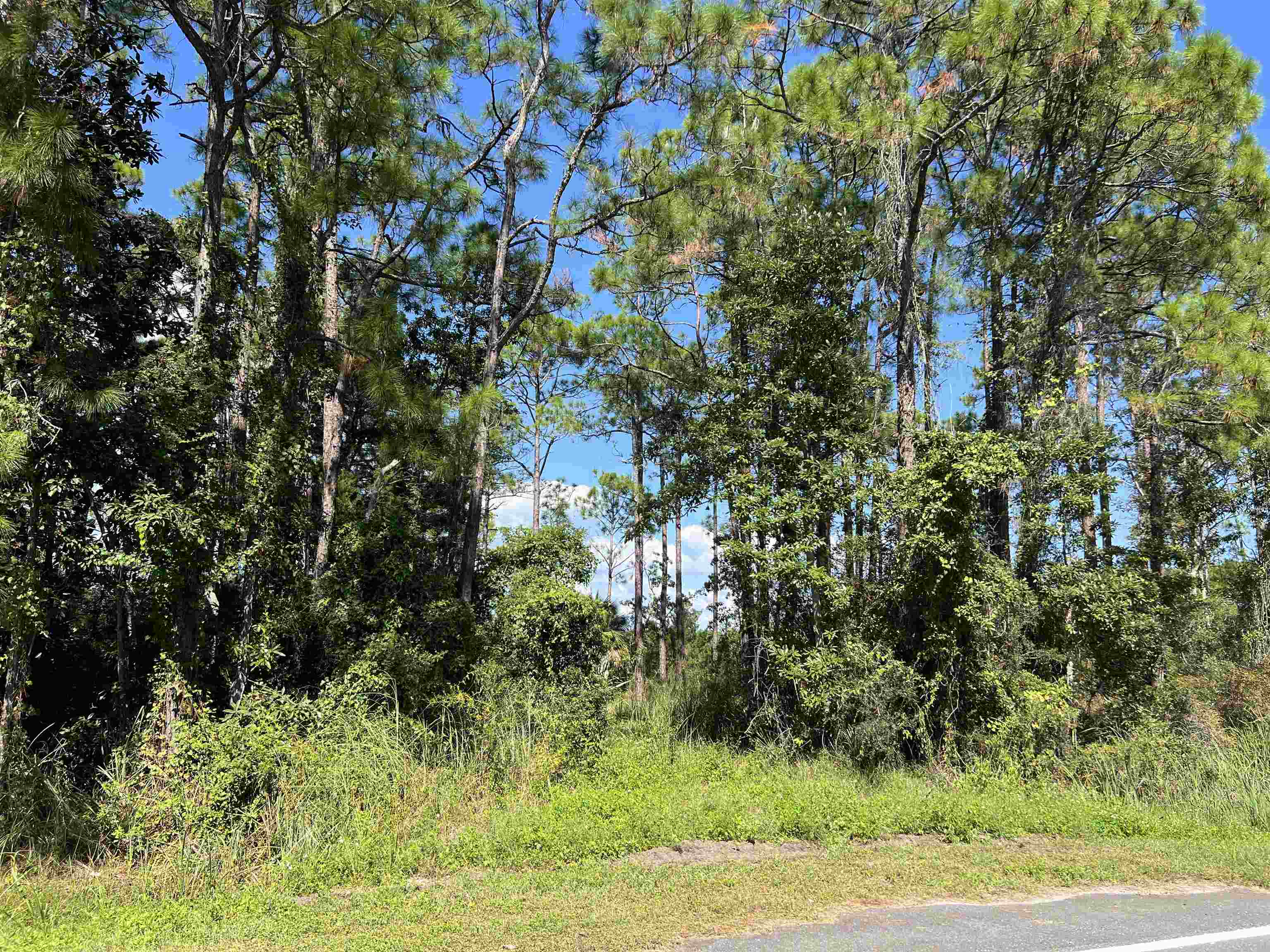 141 Timber Island Road Carrabelle, FL 32322 - Photo 5 of 25 Gallery Image 5