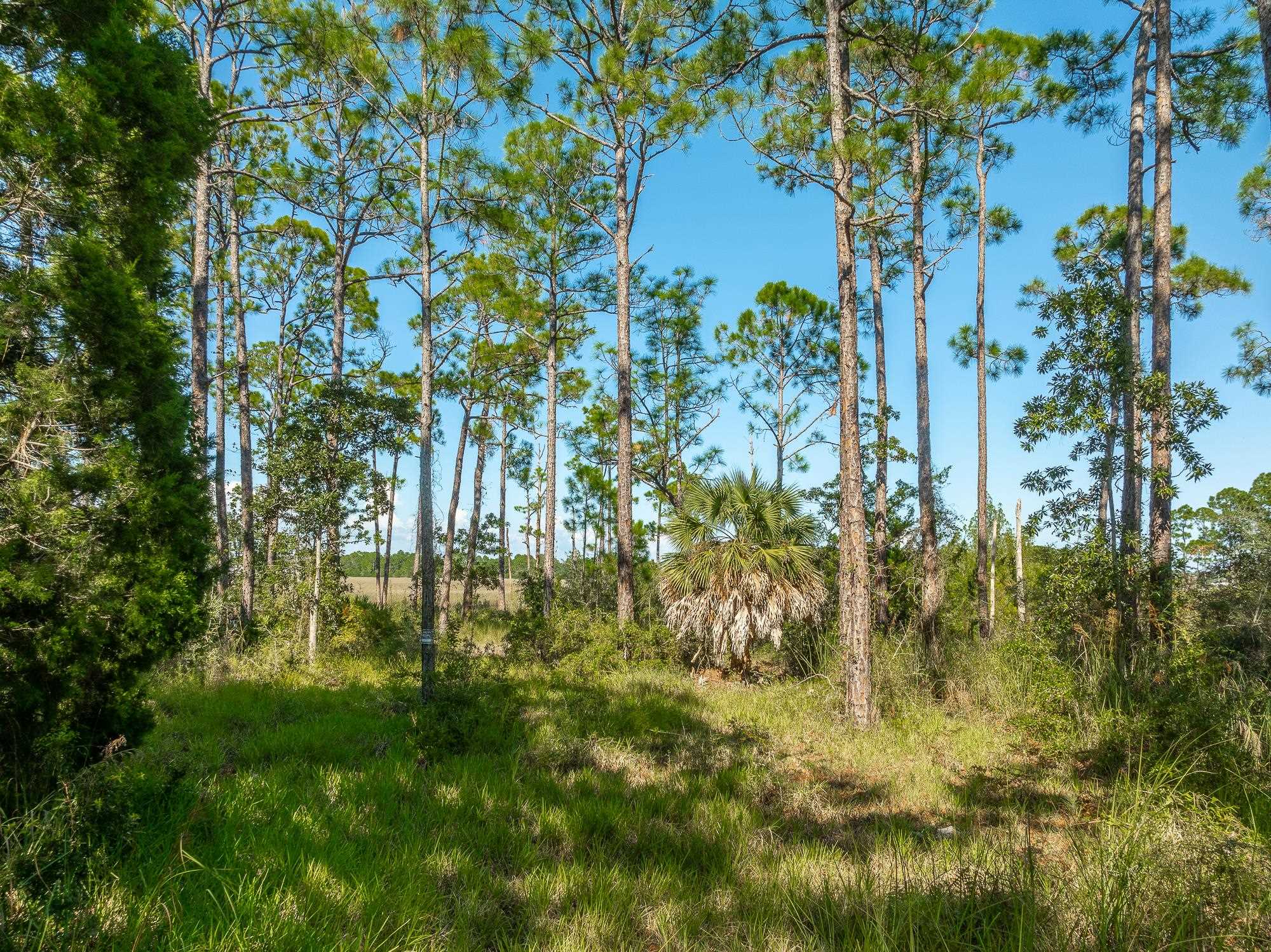 141 Timber Island Road Carrabelle, FL 32322 - Photo 6 of 25 Gallery Image 6