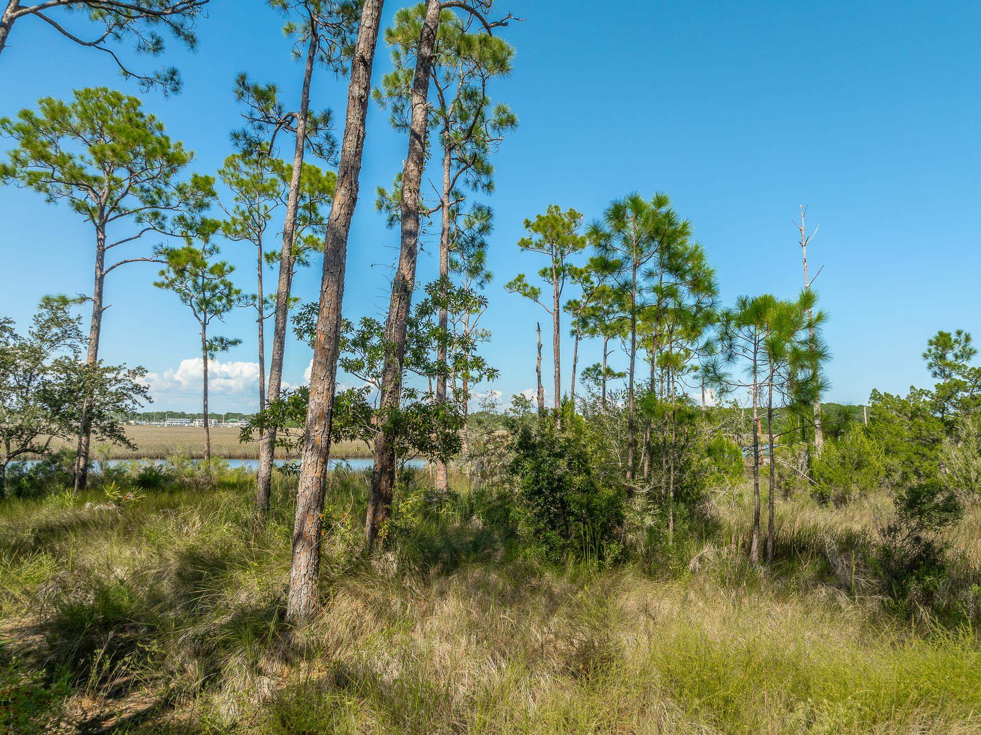 141 Timber Island Road Carrabelle, FL 32322 - Photo 8 of 25 Gallery Image 8