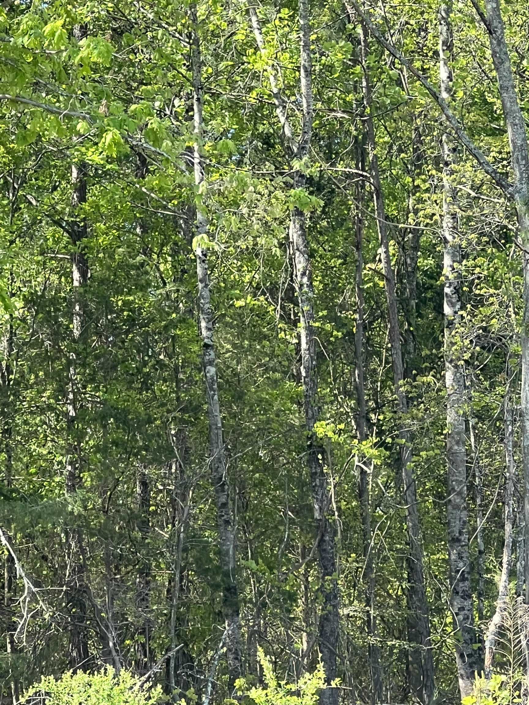0 Jeff Woodfin Road Inman, SC 29349 - Photo 1 of 2