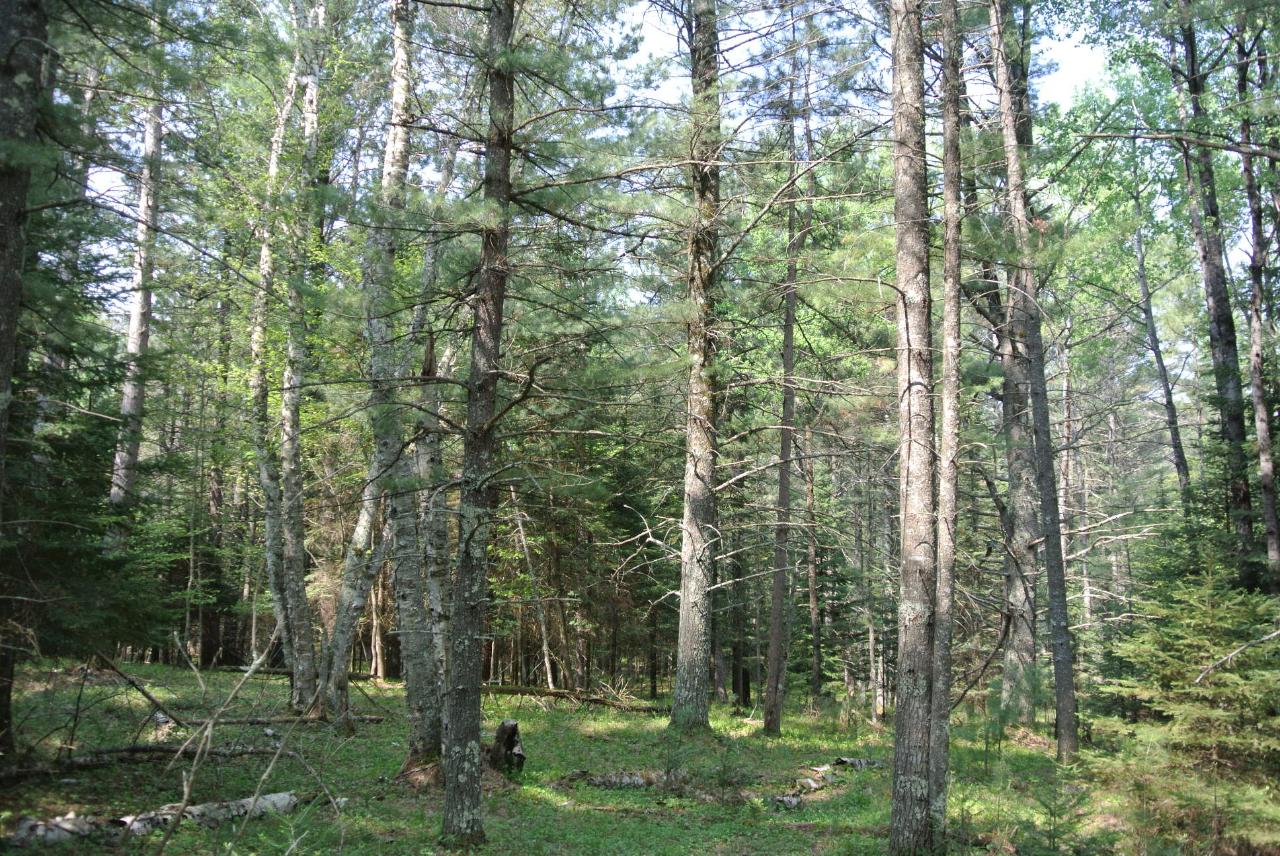 Lot 313 Deerwood Road Minocqua, WI 54548 - Photo 29 of 33 Gallery Image 29
