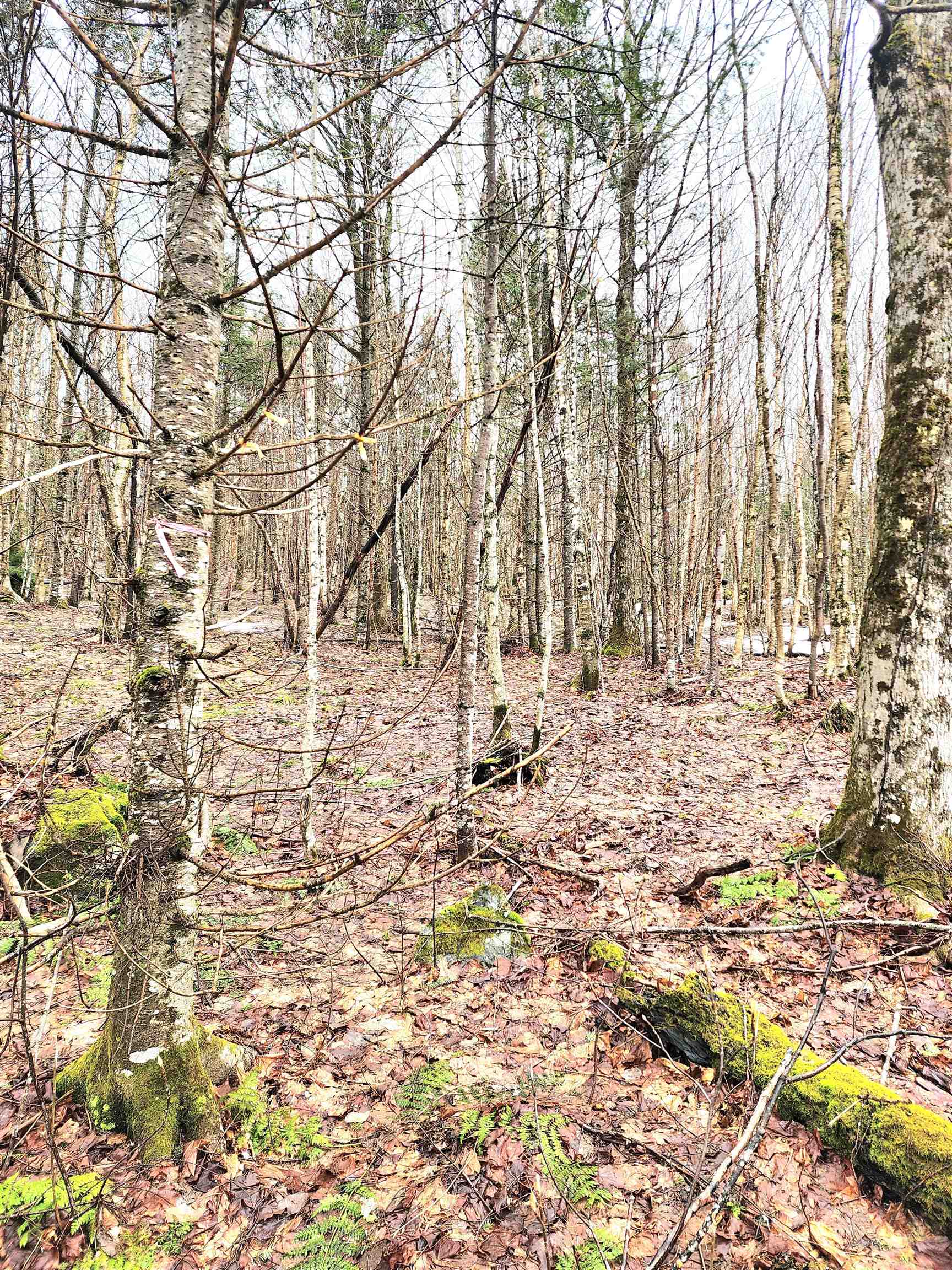 2 Diamond Pond Road, Unit B Stewartstown, NH 03576 - Photo 6 of 8