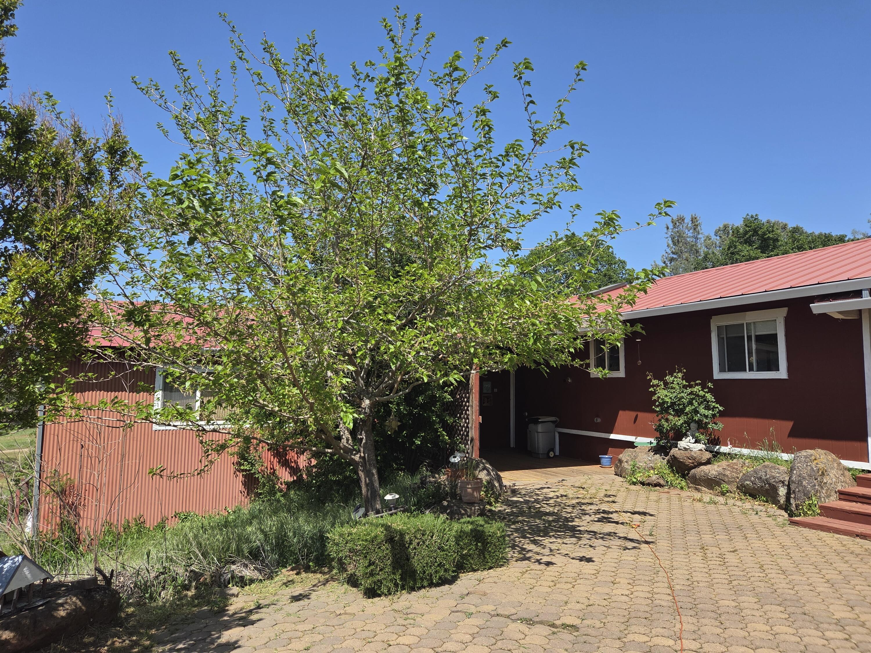 21775 Manton School Road Manton, CA 96059 - Photo 19 of 91 SPRING BLOOM