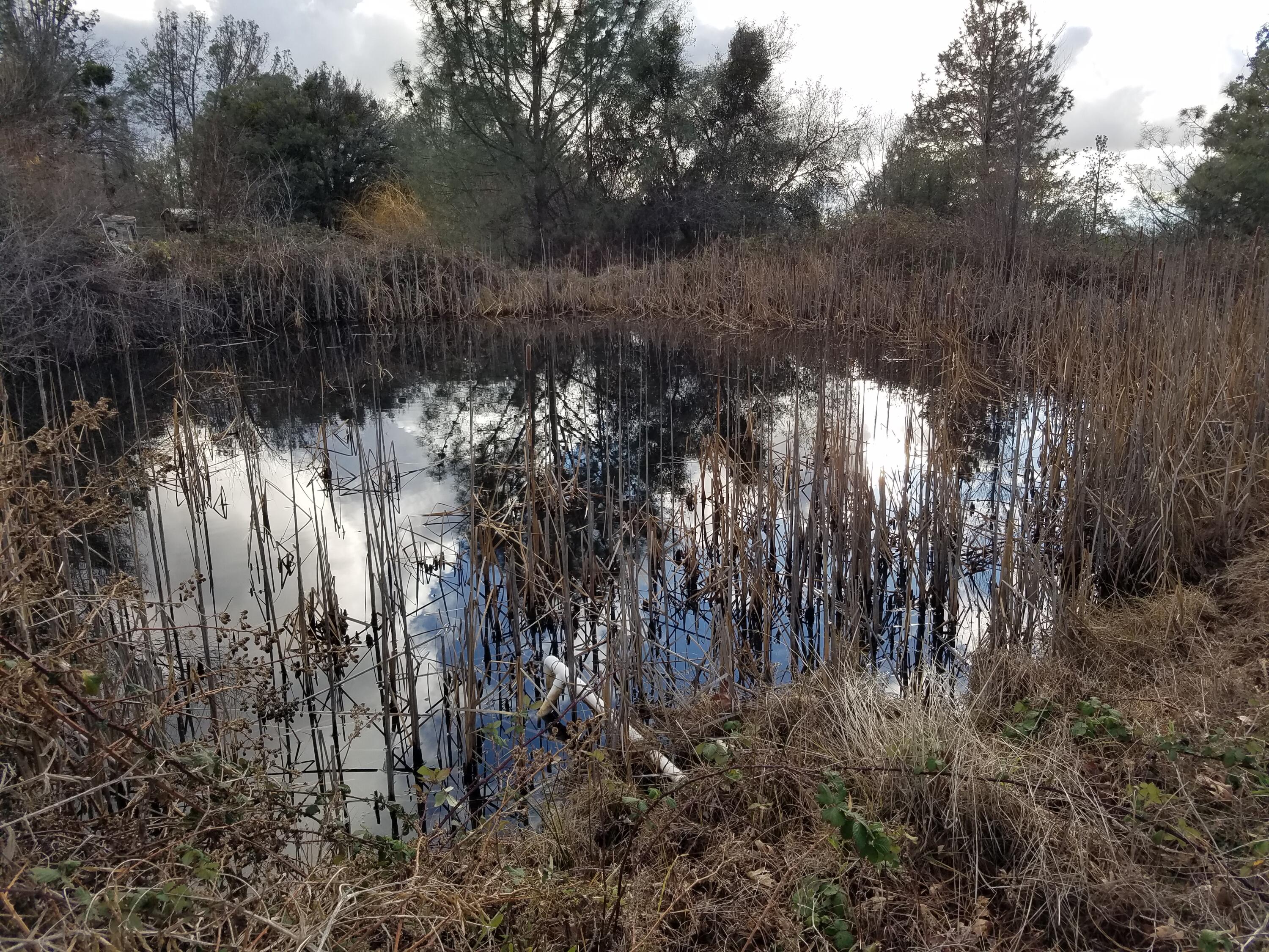 21775 Manton School Road Manton, CA 96059 - Photo 62 of 91 POND