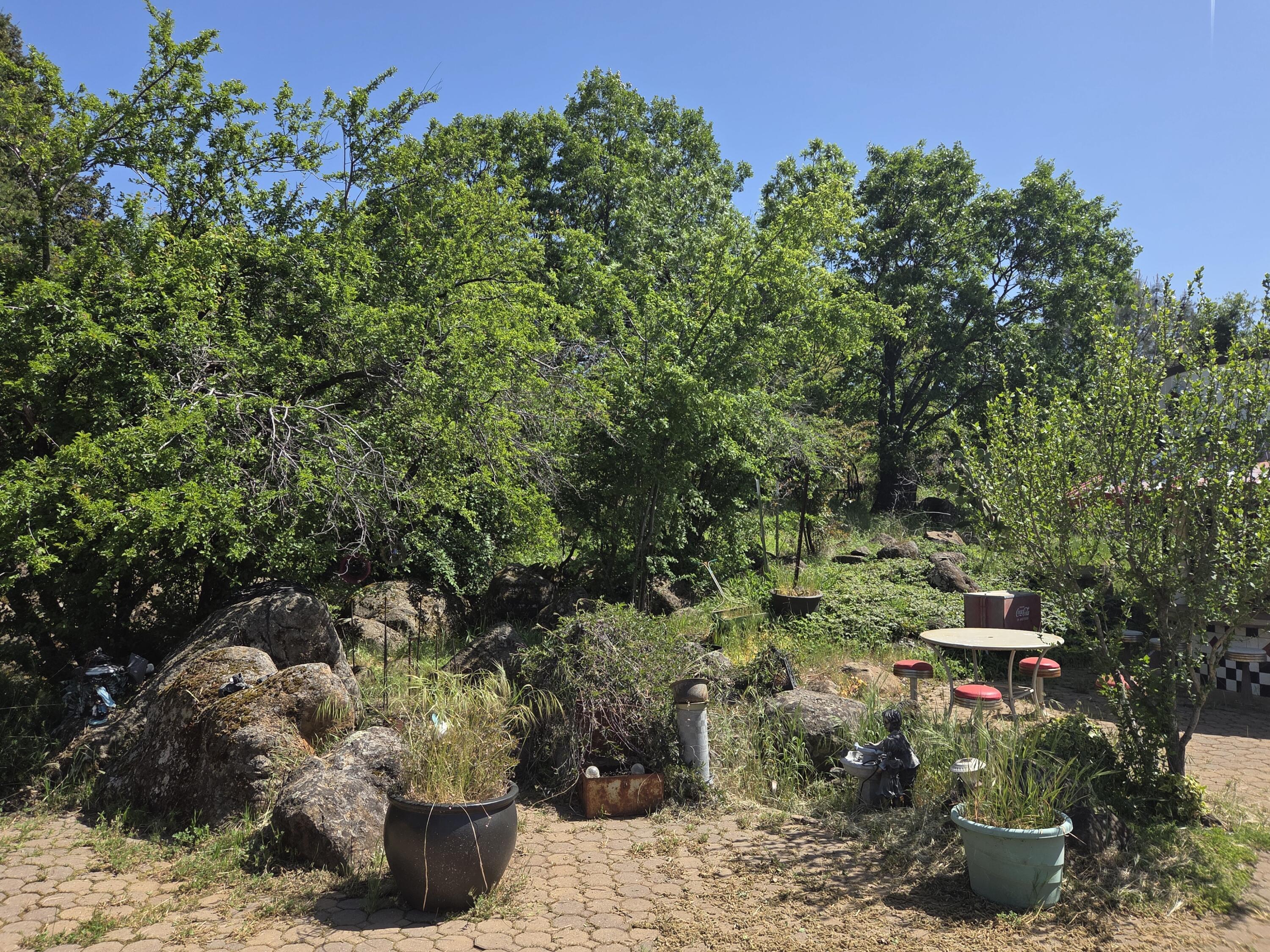 21775 Manton School Road Manton, CA 96059 - Photo 71 of 91 SPRING BLOOM