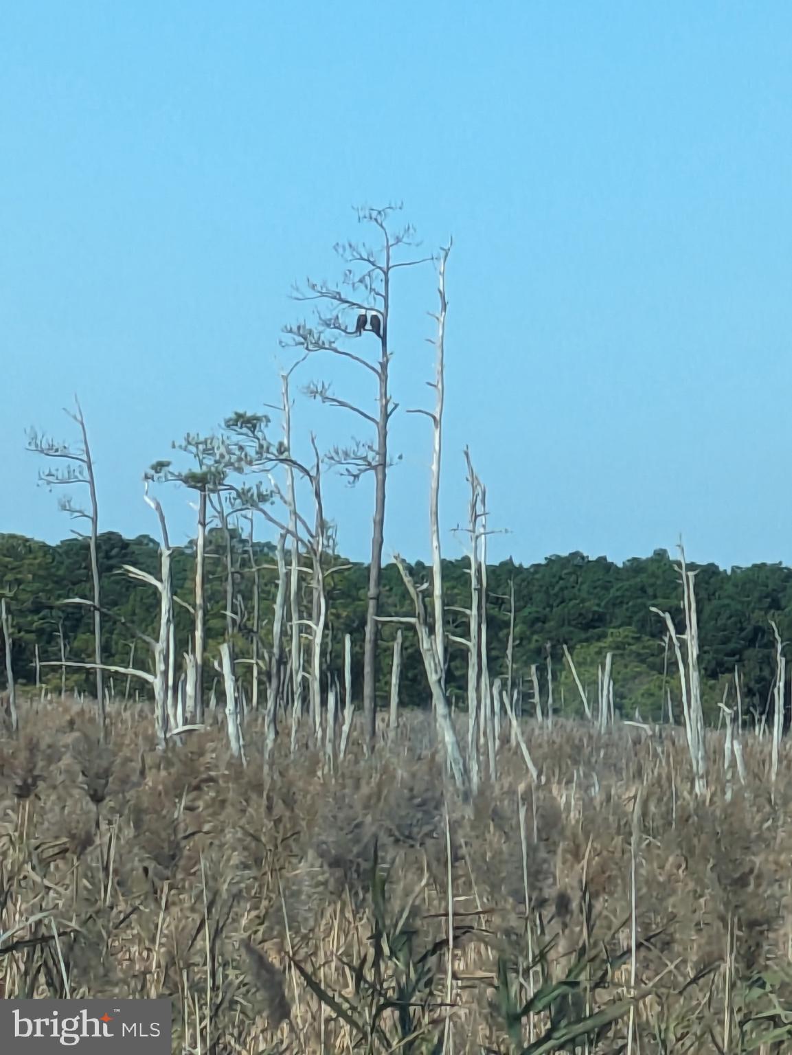 0 Goose Creek Road Toddville, MD 21672 - Photo 2 of 12 a view of outdoor space and garden