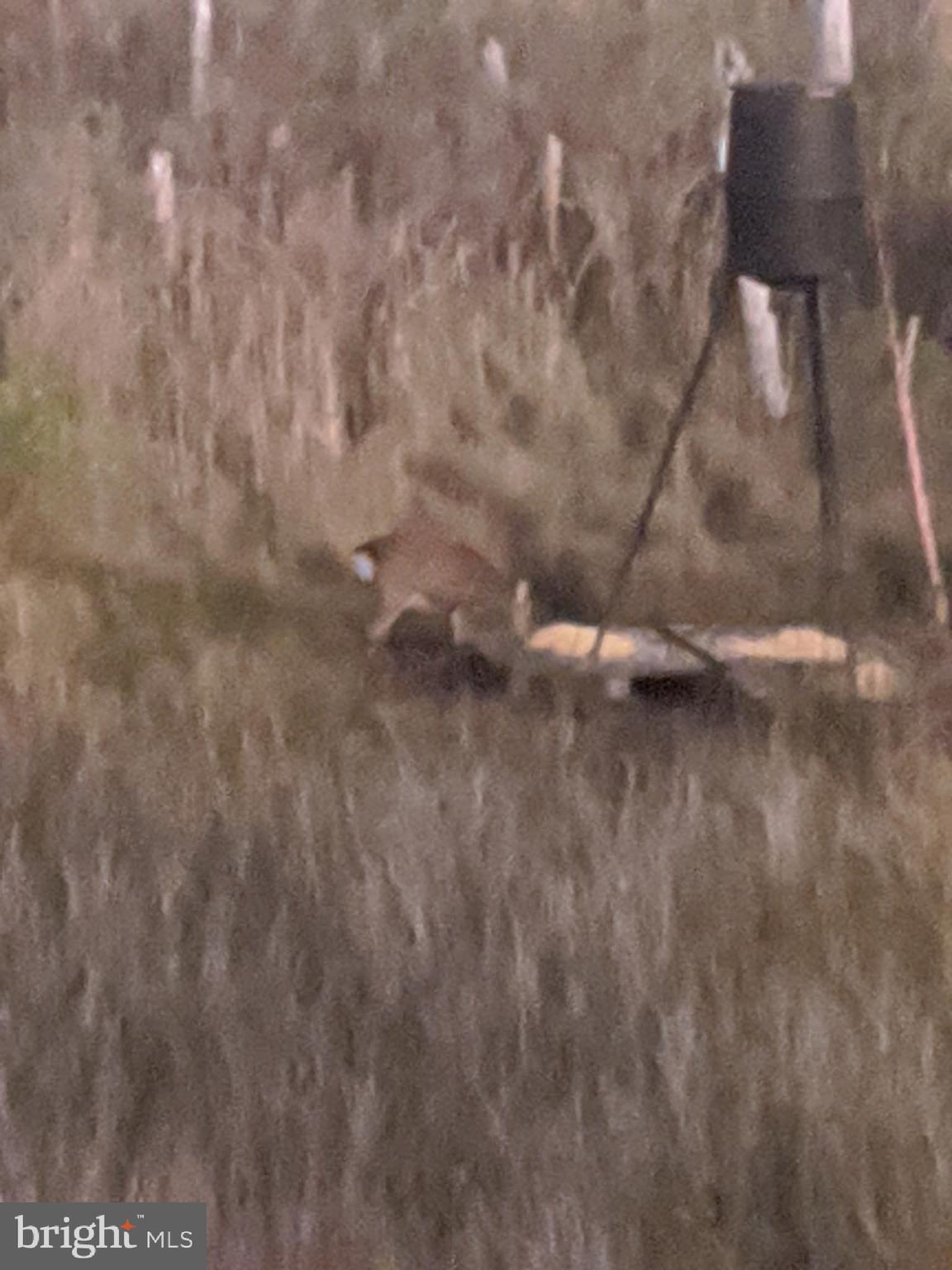0 Goose Creek Road Toddville, MD 21672 - Photo 10 of 12 a view of yard