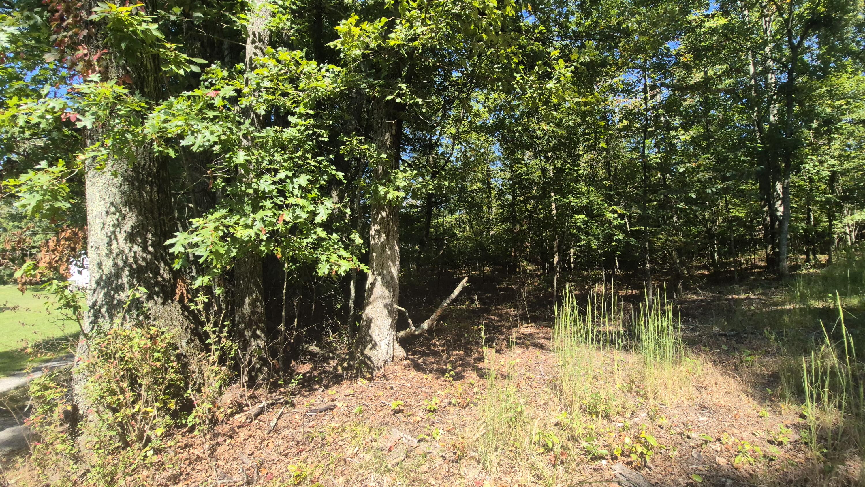 0 Spring Street, Unit ONE ACRE) Monteagle, TN 37356 - Photo 18 of 22 Spring(20)