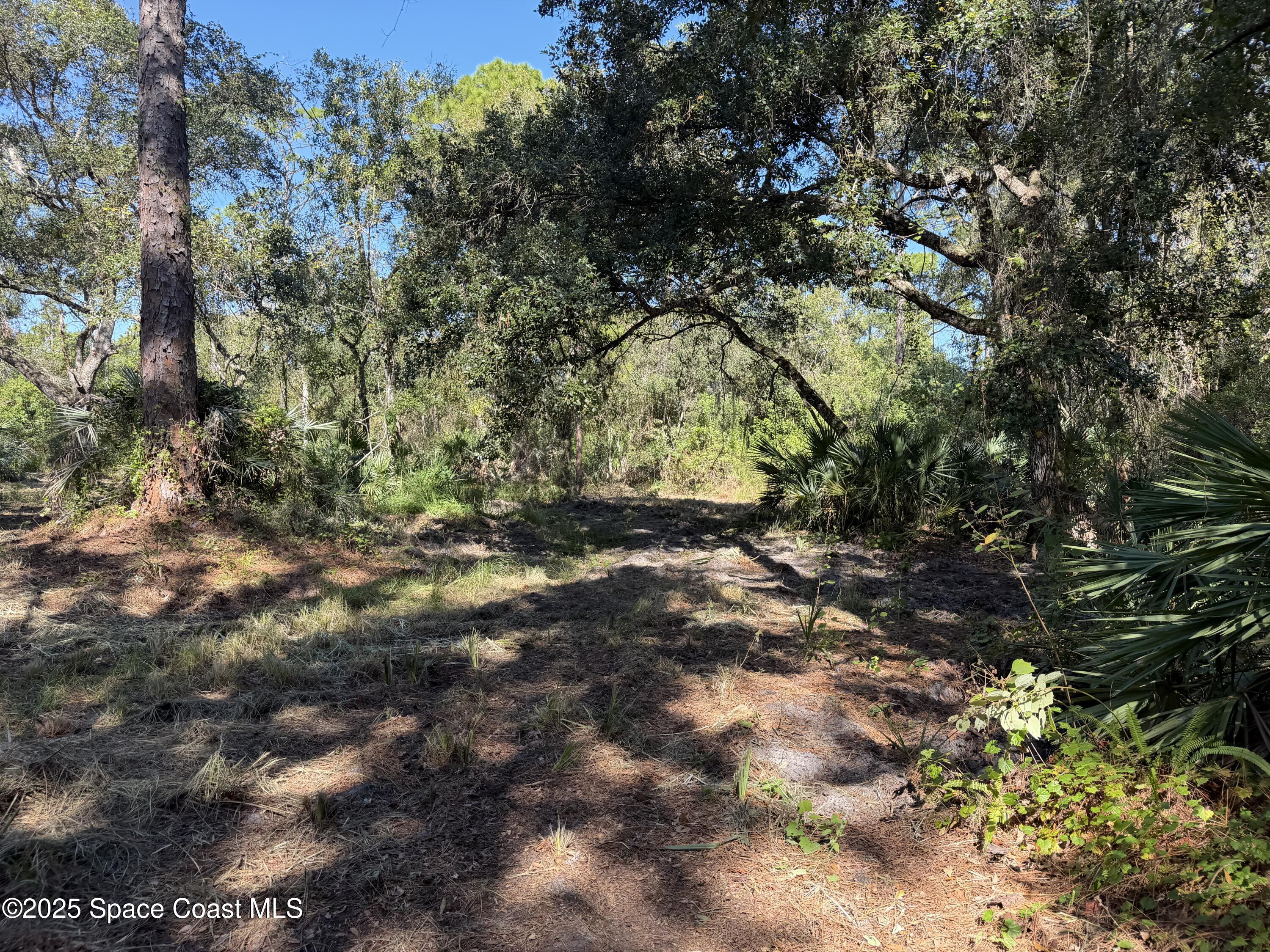 0 Valkaria Road Malabar, FL 32950 - Photo 4 of 17 a view of forest