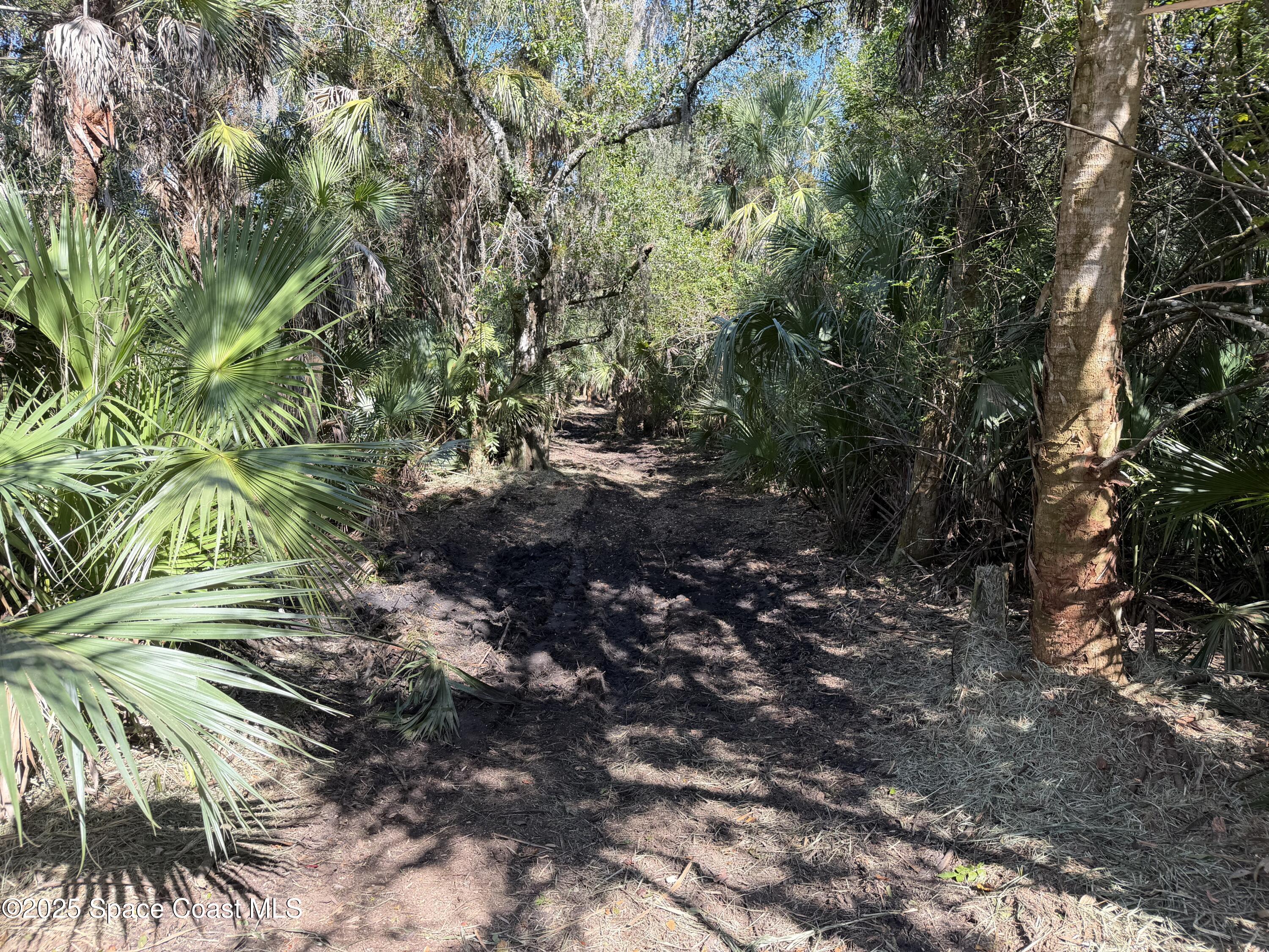 0 Valkaria Road Malabar, FL 32950 - Photo 5 of 17 a view of a tree in a yard
