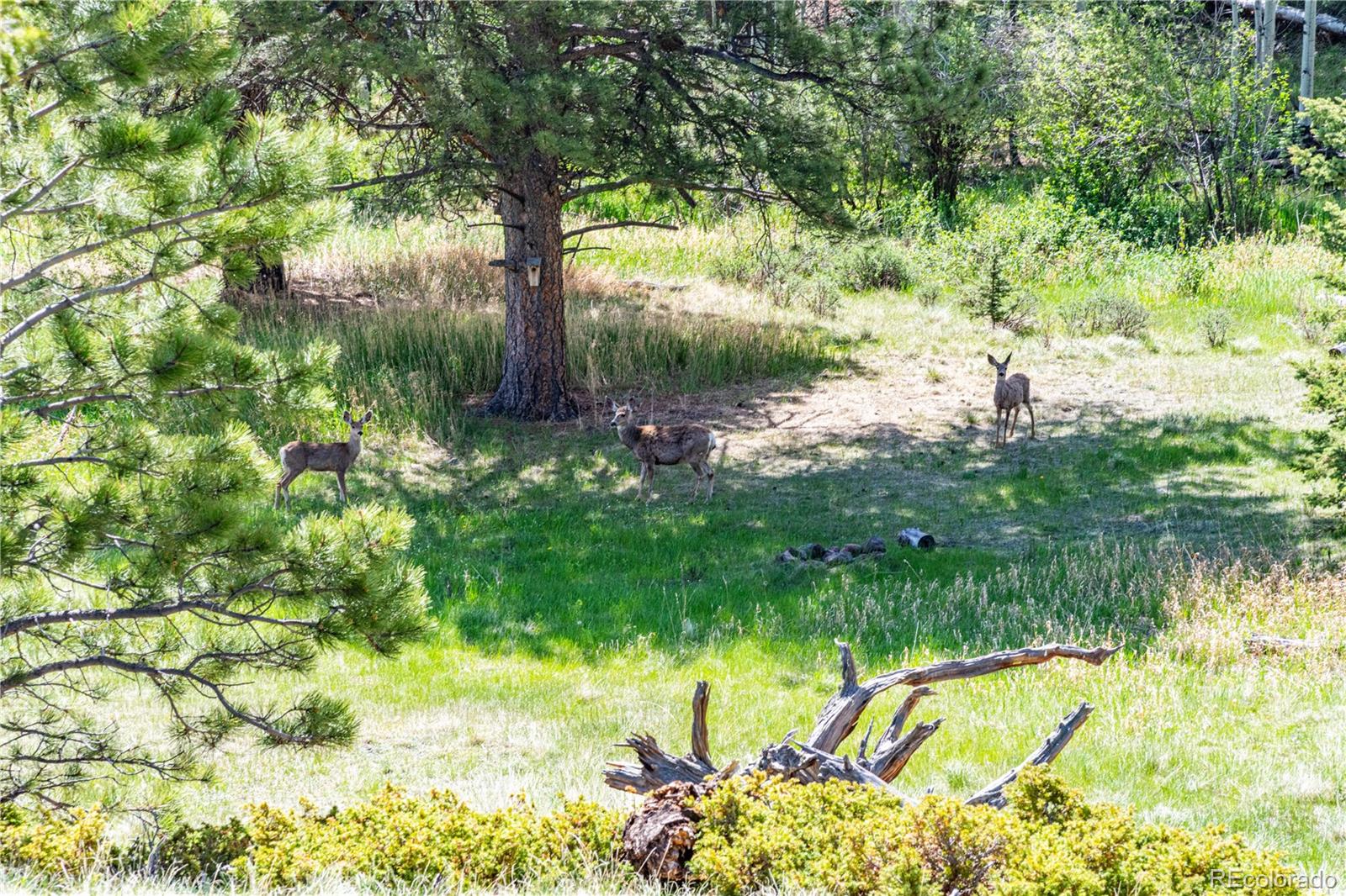 298 Steven Road Canon City, CO 81212 - Photo 13 of 35