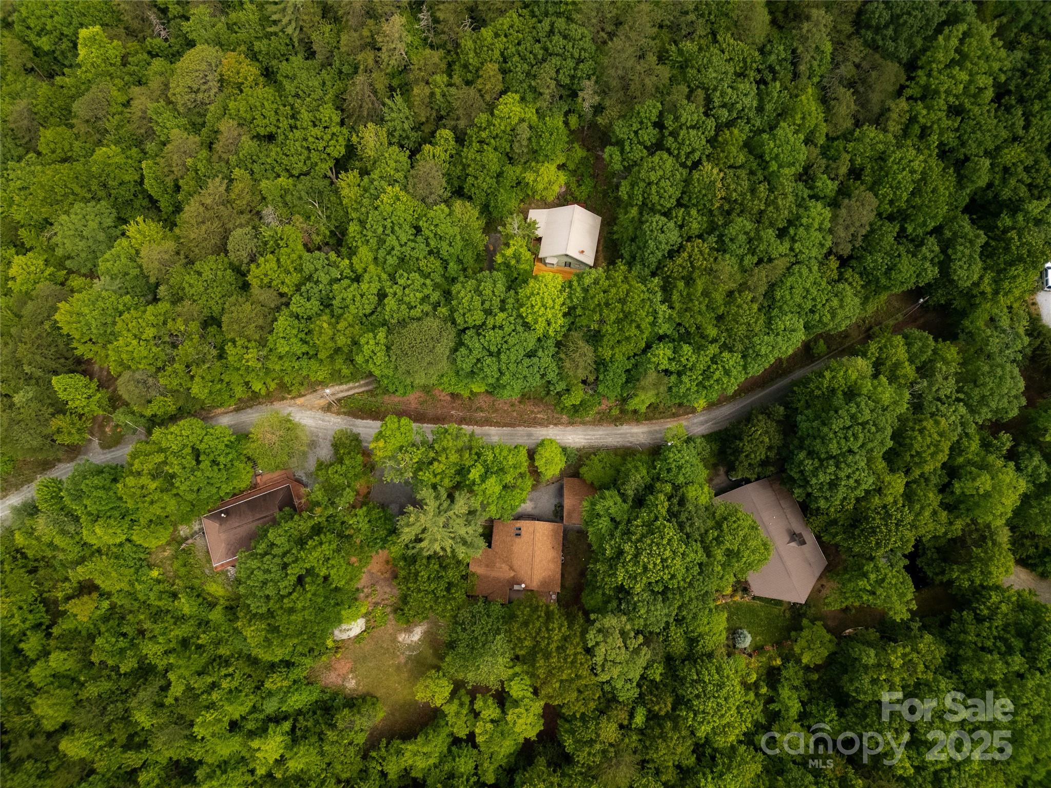 261 Franks Cove Road Brevard, NC 28712 - Photo 34 of 34 a close up of a plant in a garden