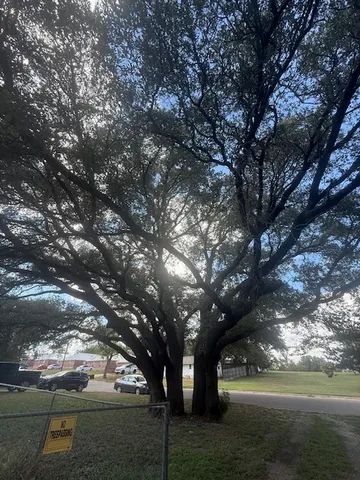 a view of tree next to a yard