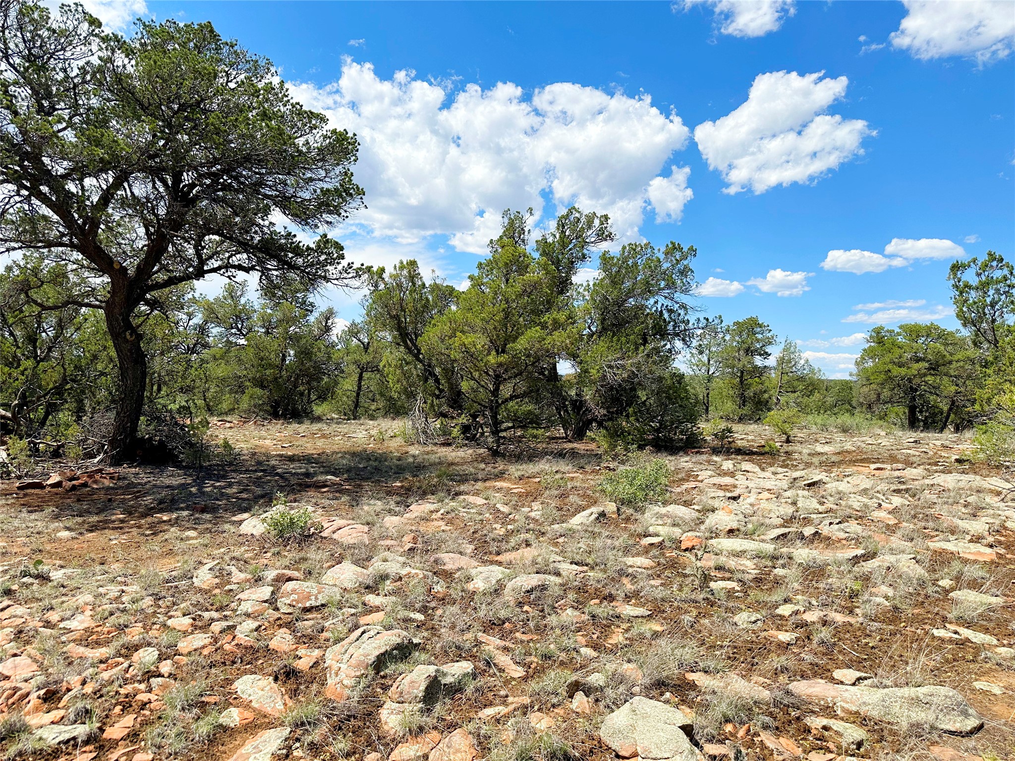 Lot 7 Tierra De Dios Ribera, NM 87560 - Photo 8 of 10