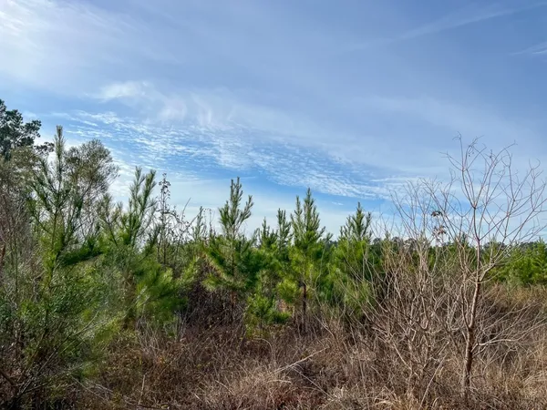 $553,000 | T-6 T-6 Tall Cotton Road, Saratoga, TX 77585