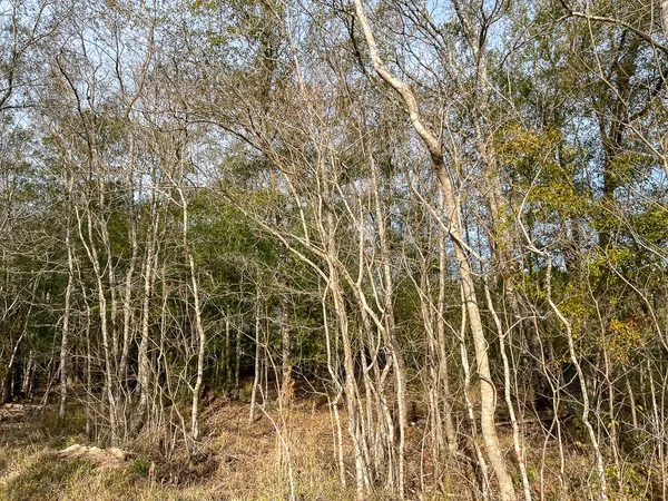 a view of a yard with trees