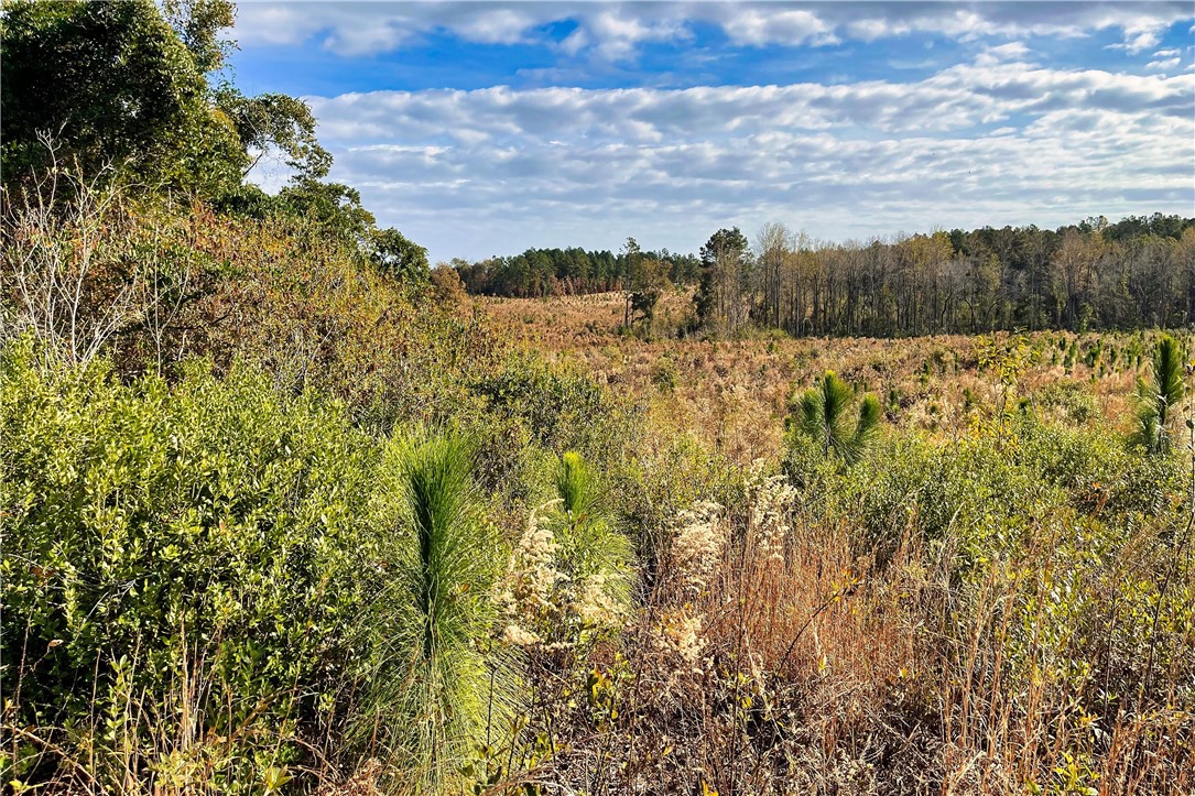0 George Freeman Road Patrick, SC 29584 - Photo 11 of 23