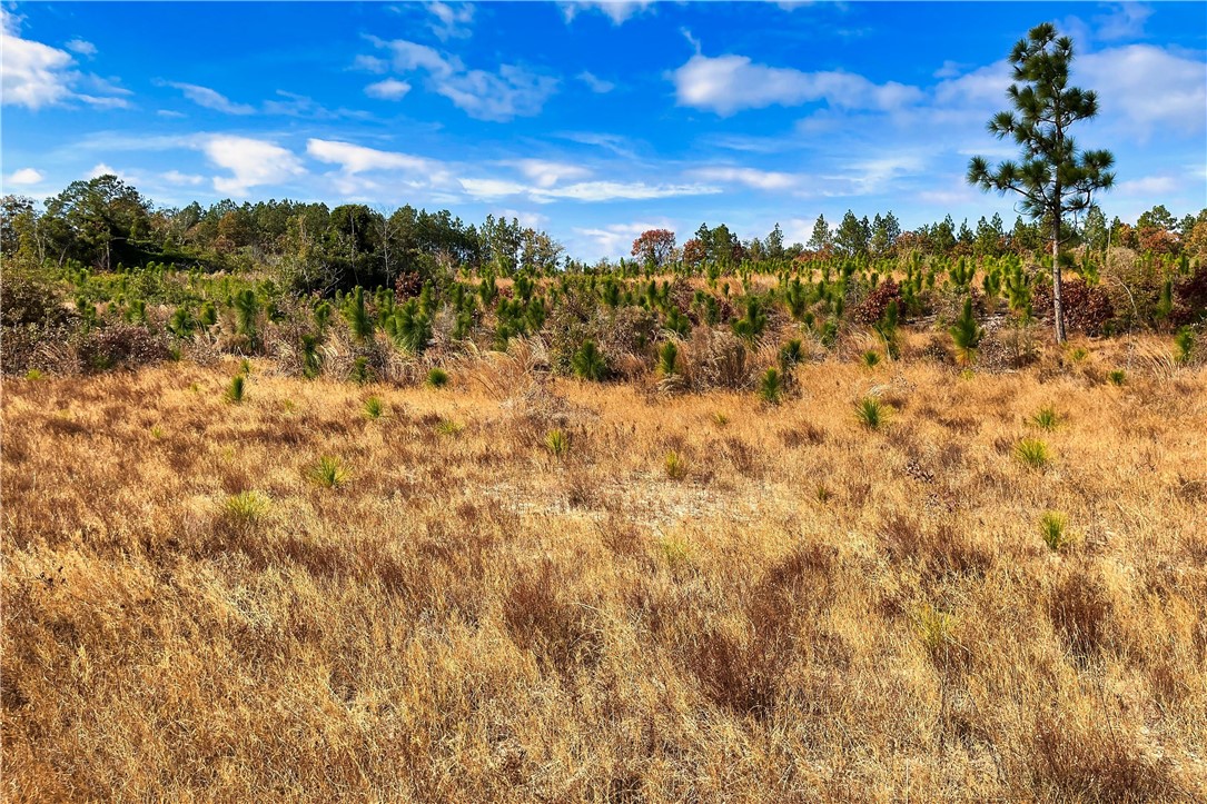 0 George Freeman Road Patrick, SC 29584 - Photo 12 of 23