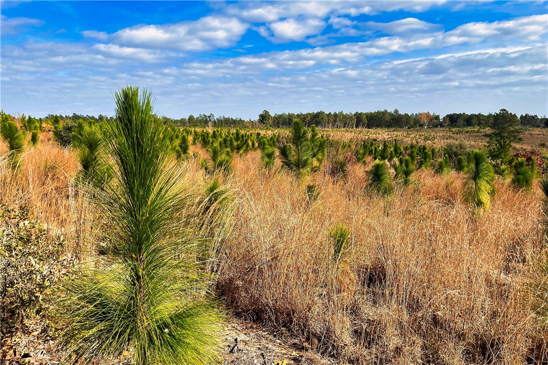 0 George Freeman Road Patrick, SC 29584 - Photo 8 of 23
