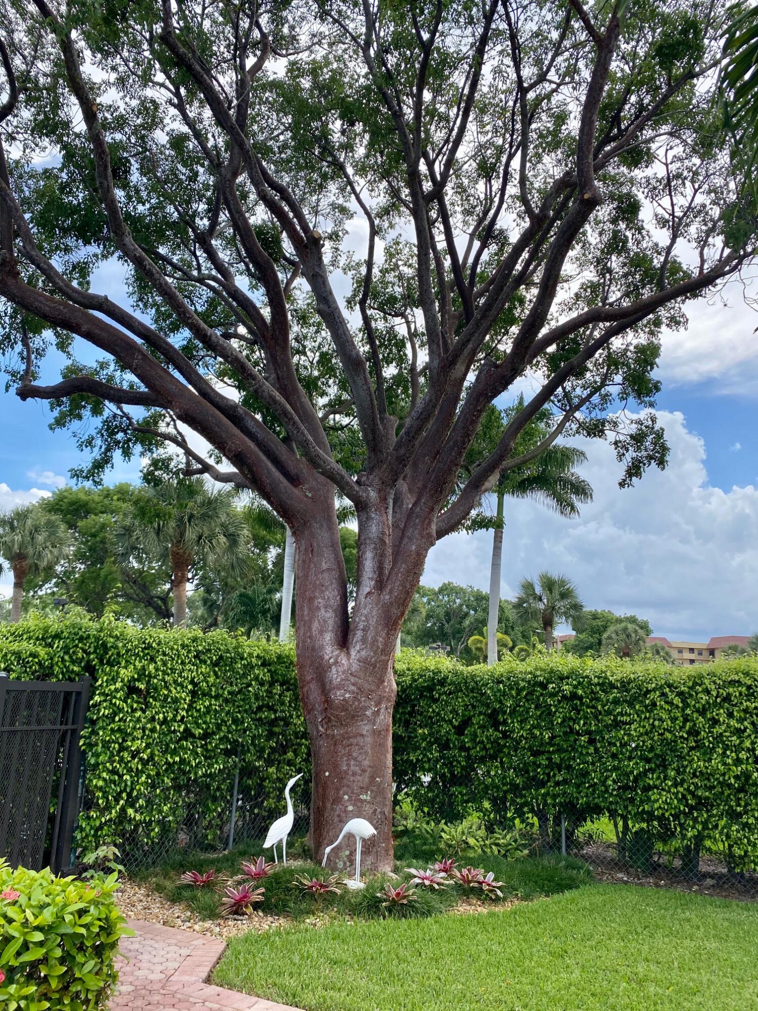 9170 Southwest 14th Street, Unit 4405 Boca Raton, FL 33428 - Photo 45 of 48 a view of a garden with a tree