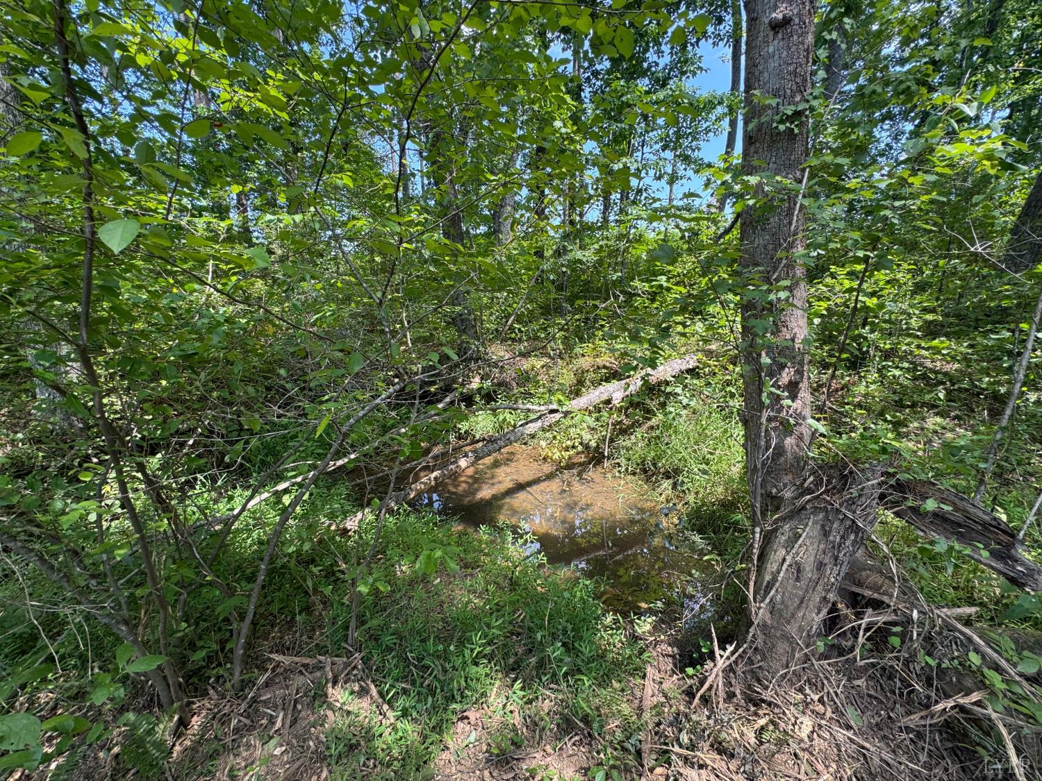 0 Watt Abbitt Road Appomattox, VA 24522 - Photo 5 of 19 Gallery Image 5