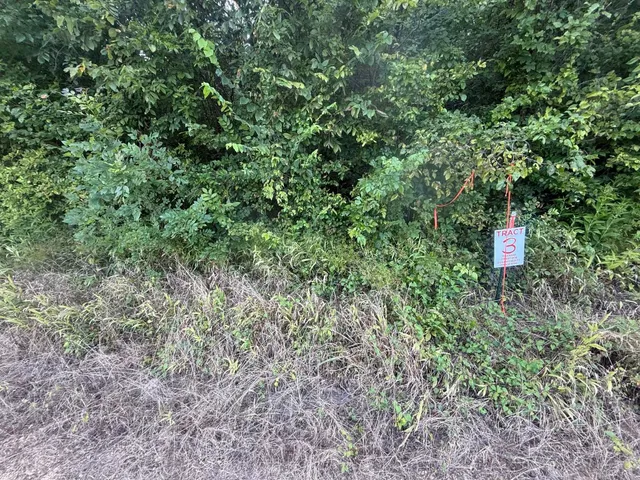 a view of a forest with a tree