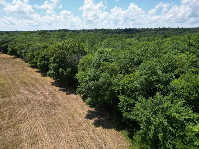 a view of a bunch of trees