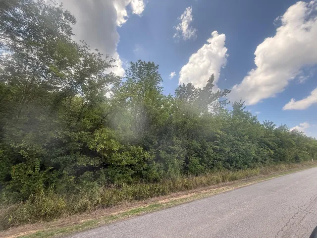 a close up of a tree in a yard