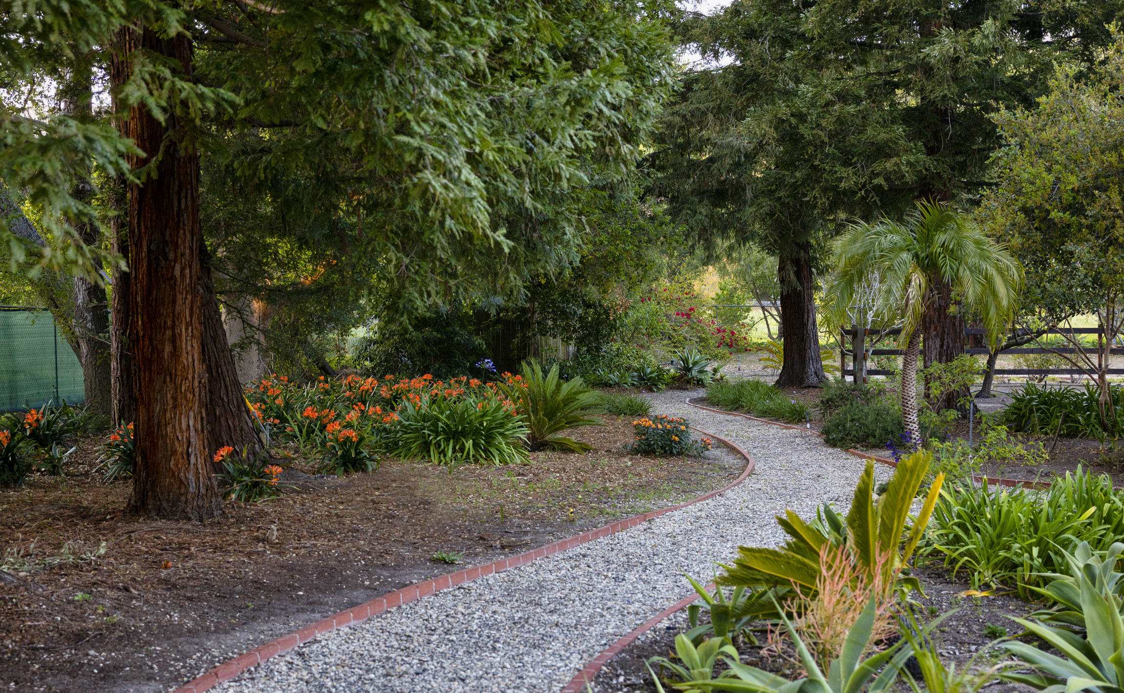 1327 Green Meadow Road Montecito, CA 93108 - Photo 29 of 31 Redwood forest